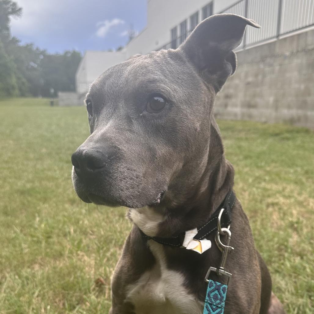 Mr. Darcy, a Adoptable Mixed Breed in Jacksonville, FL image 3/6