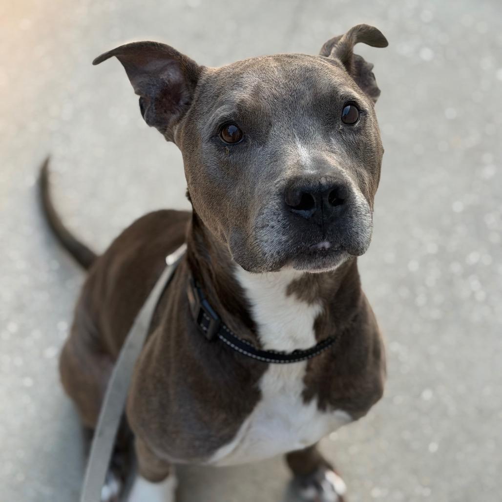 Mr. Darcy, a Adoptable Mixed Breed in Jacksonville, FL image 4/6