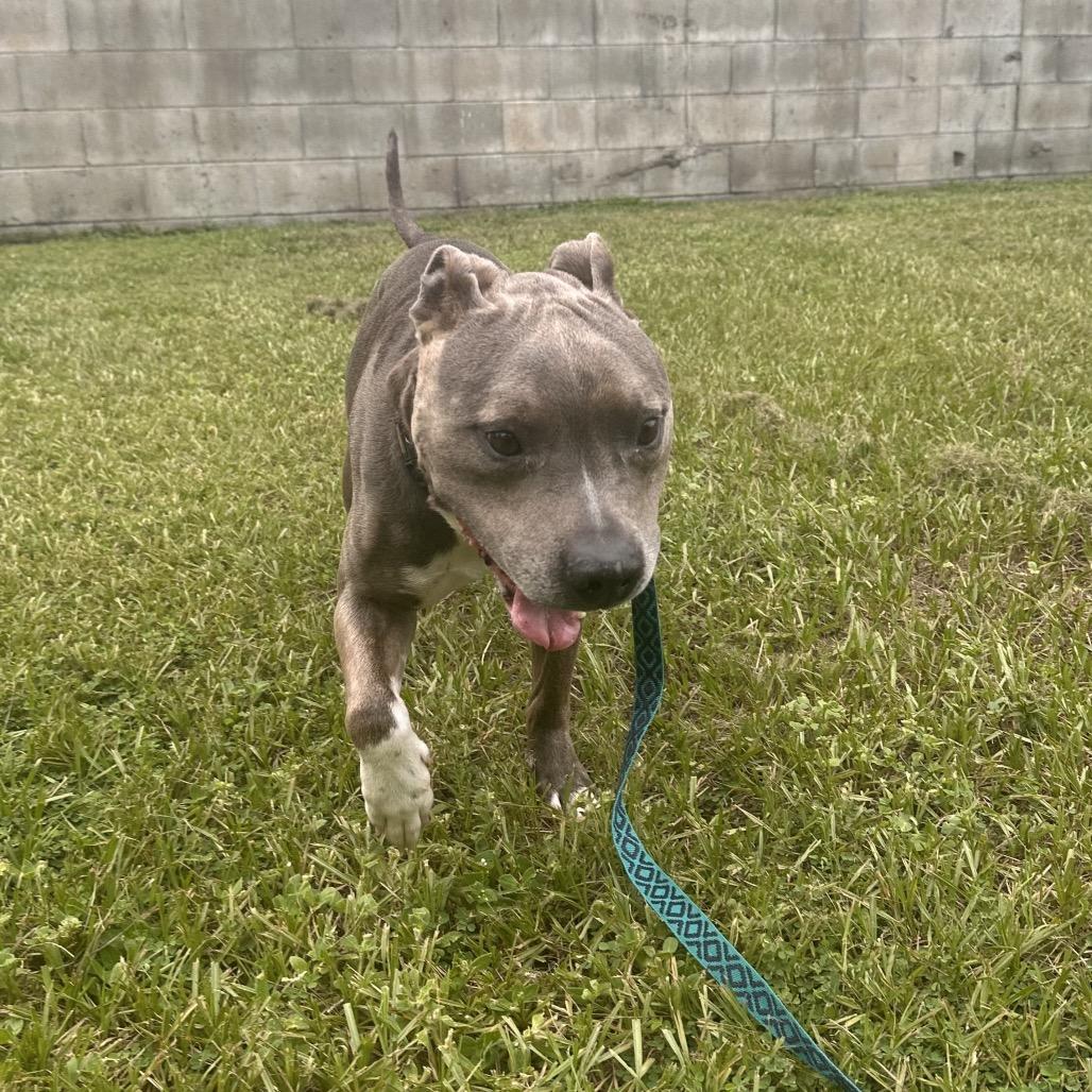 Mr. Darcy, a Adoptable Mixed Breed in Jacksonville, FL image 5/6
