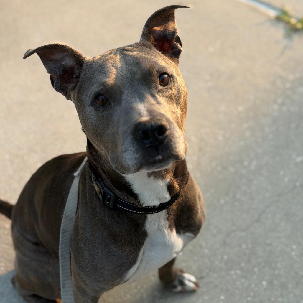 Mr. Darcy, a Adoptable Mixed Breed in Jacksonville, FL image 6/6