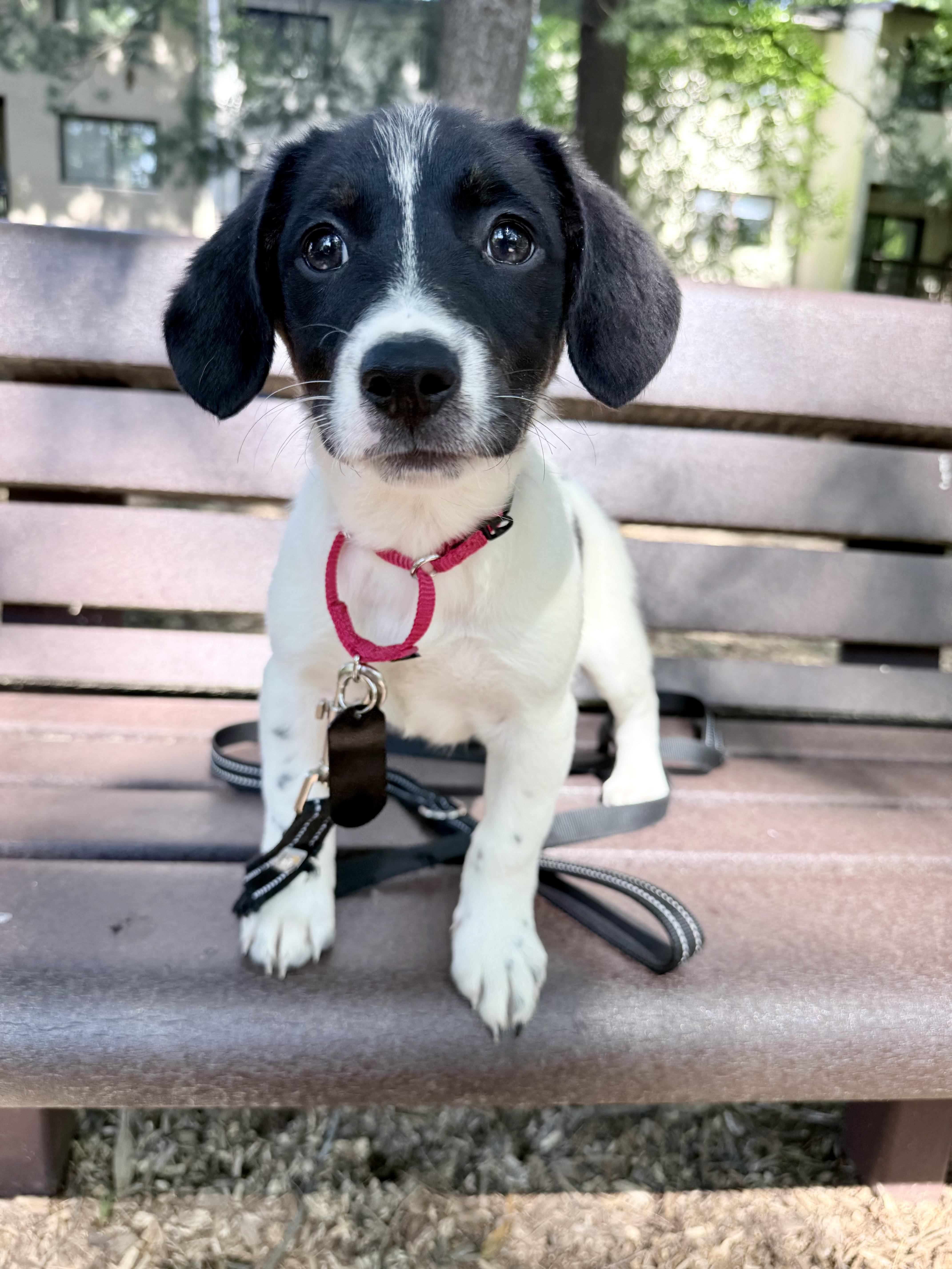 Enlarge Spot, a ADOPTABLE mixed breed in Fairfax, VA image 1/1