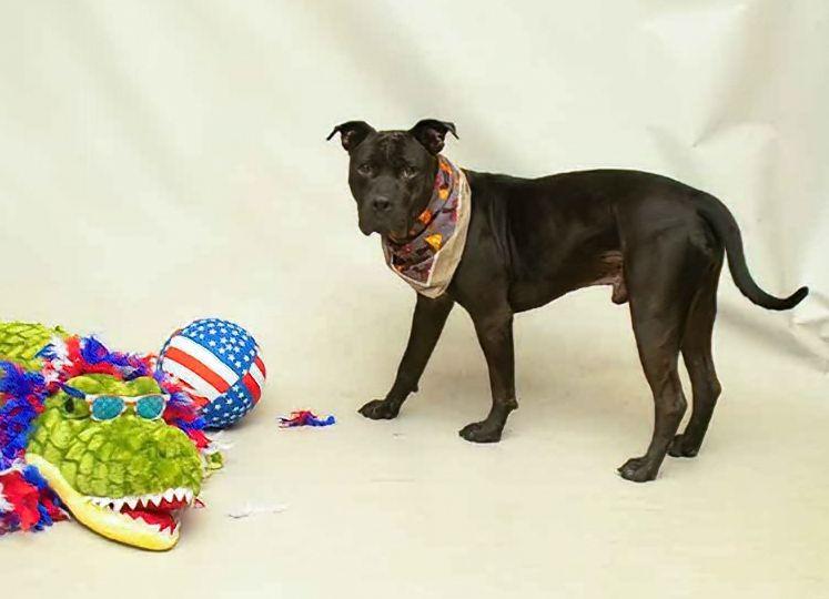 Enlarge Buster, a Adoptable mixed breed in Sanford, FL image 2/6
