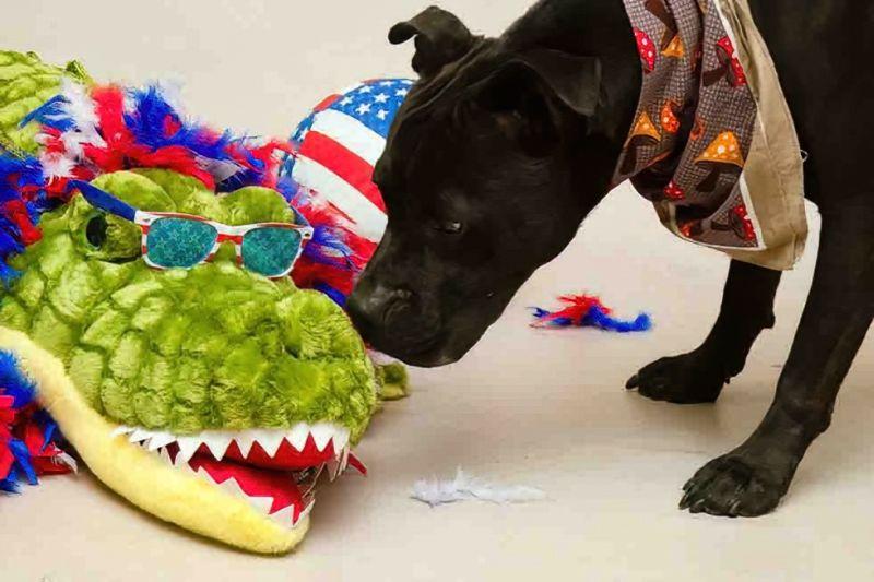 Enlarge Buster, a Adoptable mixed breed in Sanford, FL image 3/6