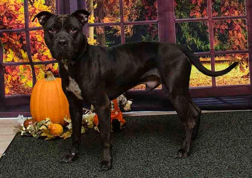 Enlarge Buster, a Adoptable mixed breed in Sanford, FL image 2/2