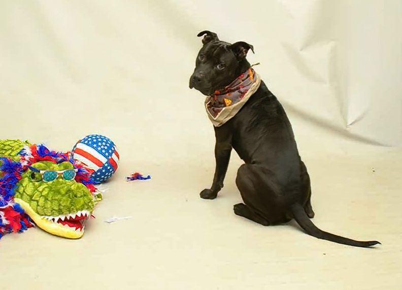 Enlarge Buster, a Adoptable mixed breed in Sanford, FL image 4/6