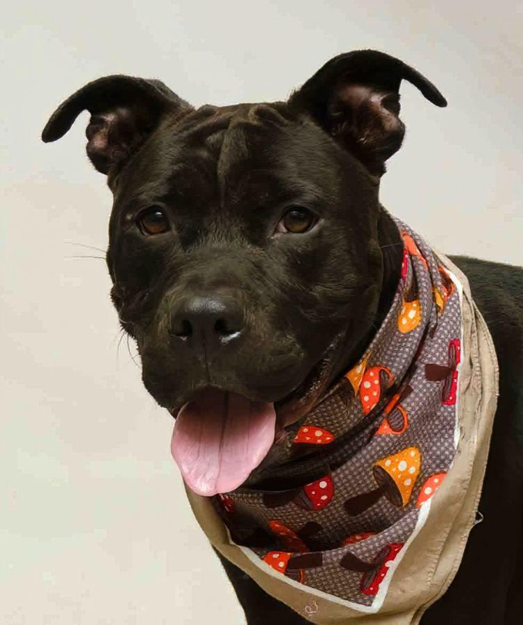 Buster, Adoptable, Adult Male Terrier.