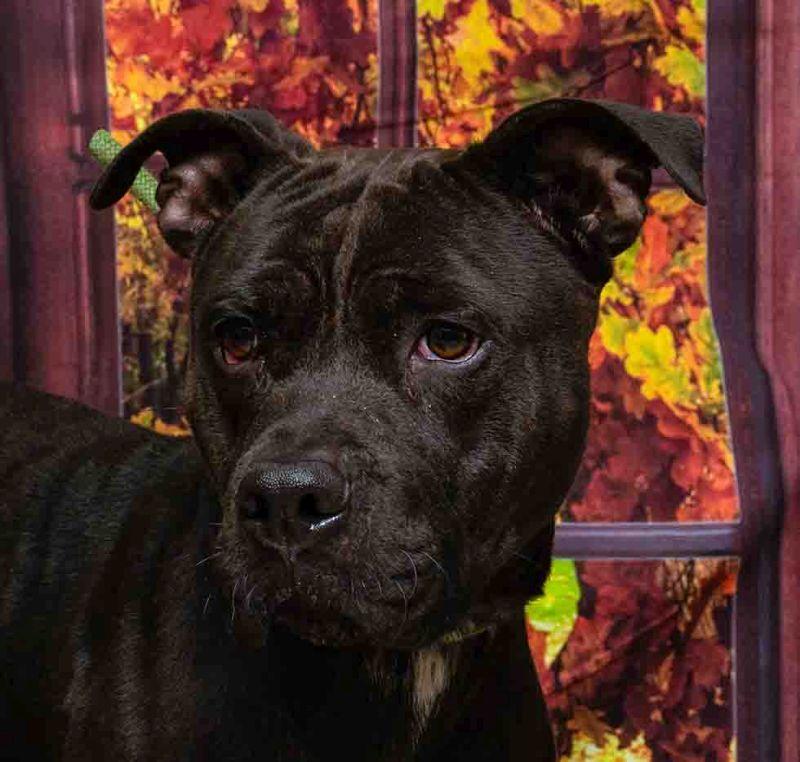 Enlarge Buster, a Adoptable mixed breed in Sanford, FL image 1/2