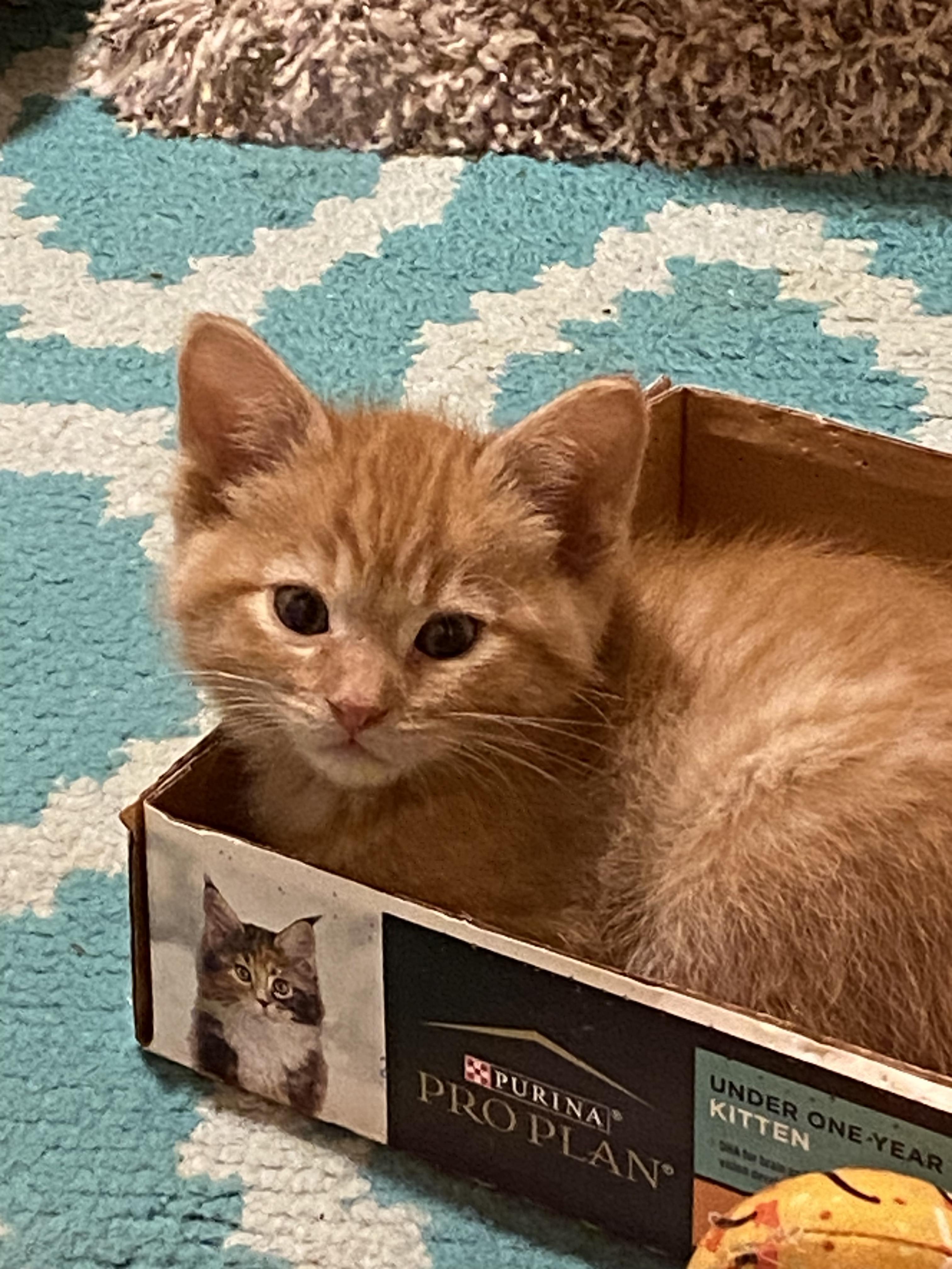 Sweet Potato, a ADOPTABLE mixed breed in Kenosha , WI image 1/6