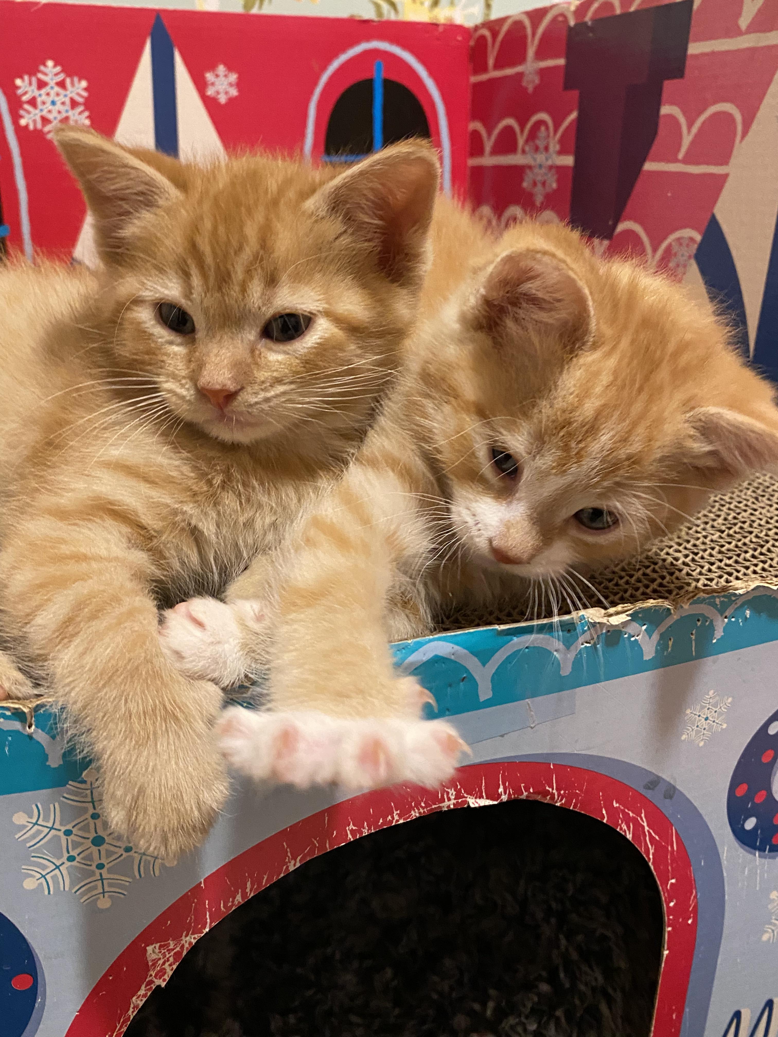 Sweet Potato, a ADOPTABLE mixed breed in Kenosha , WI image 3/6