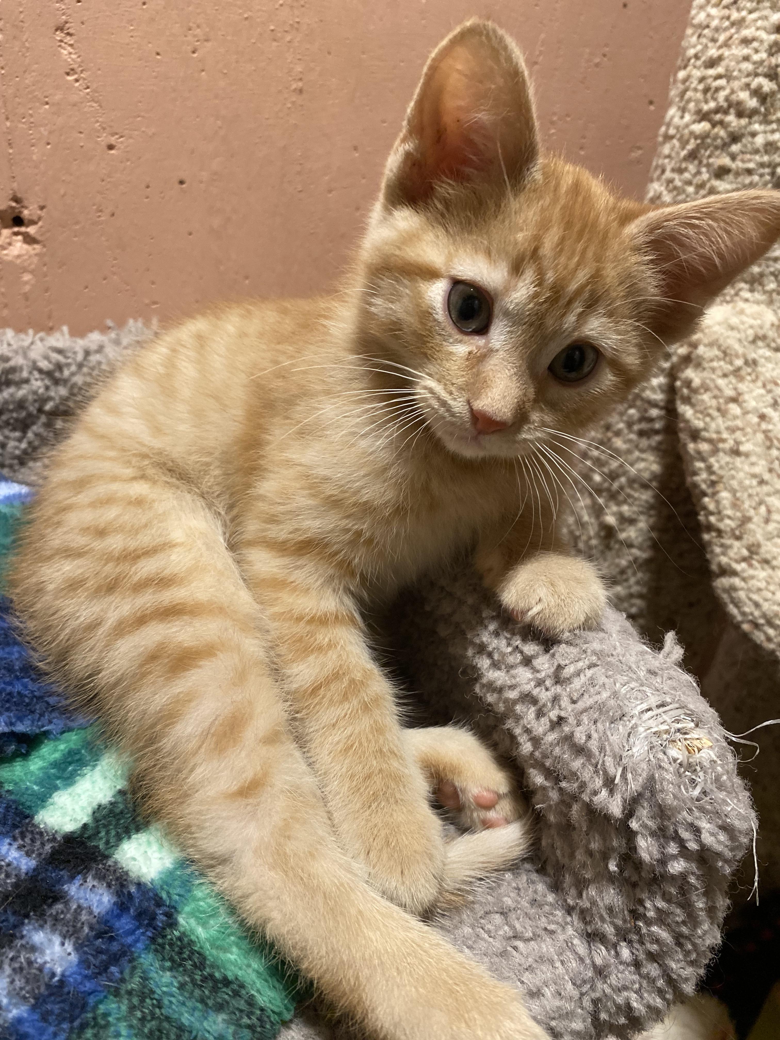 Sweet Potato, a ADOPTABLE mixed breed in Kenosha , WI image 2/6