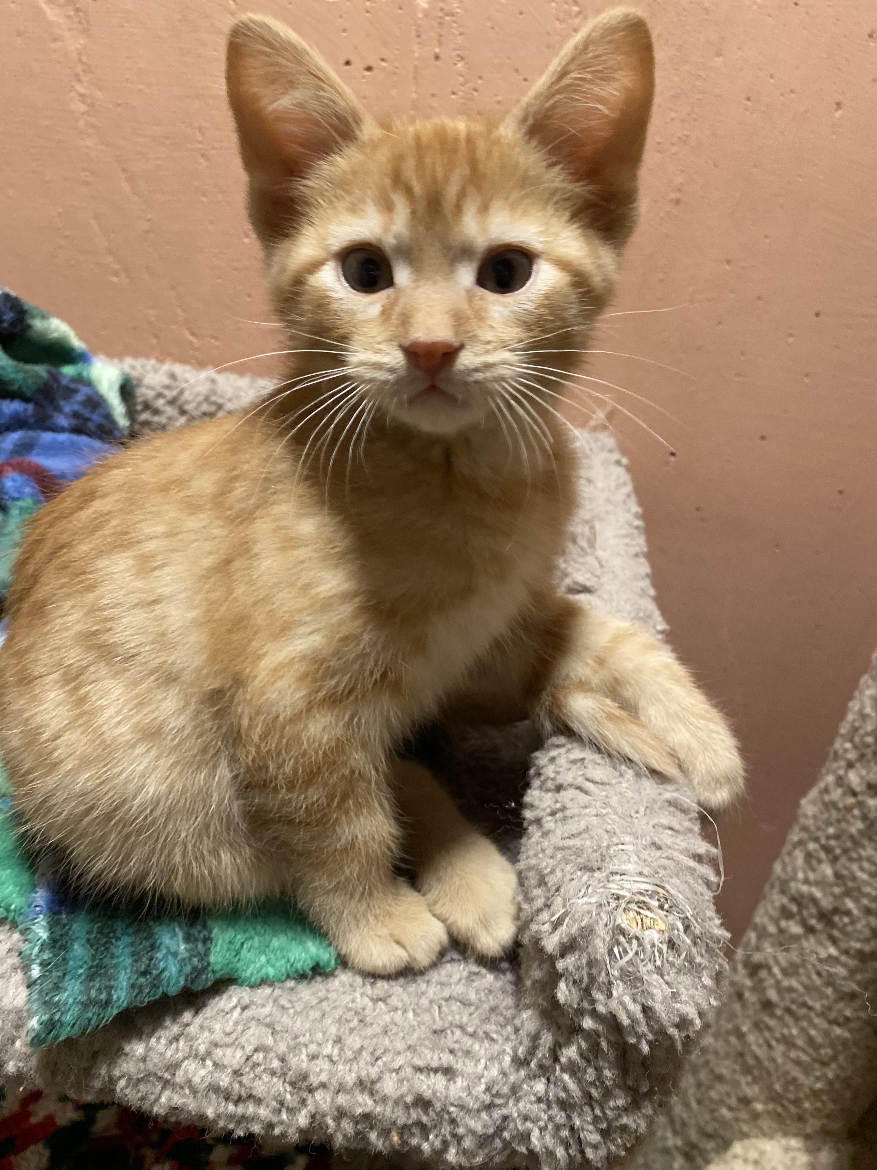 Sweet Potato, a ADOPTABLE mixed breed in Kenosha , WI image 4/6