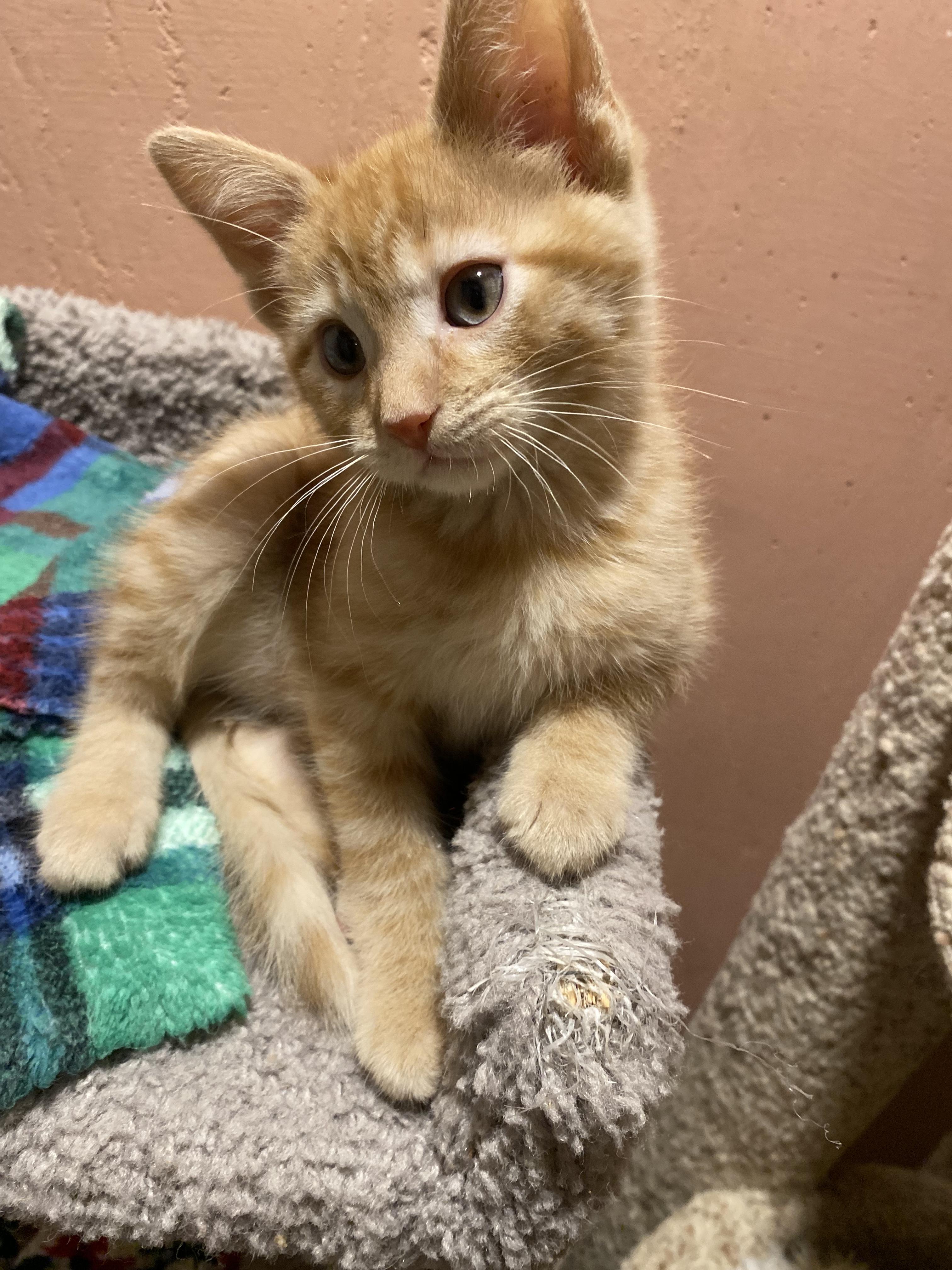 Sweet Potato, a ADOPTABLE mixed breed in Kenosha , WI image 6/6