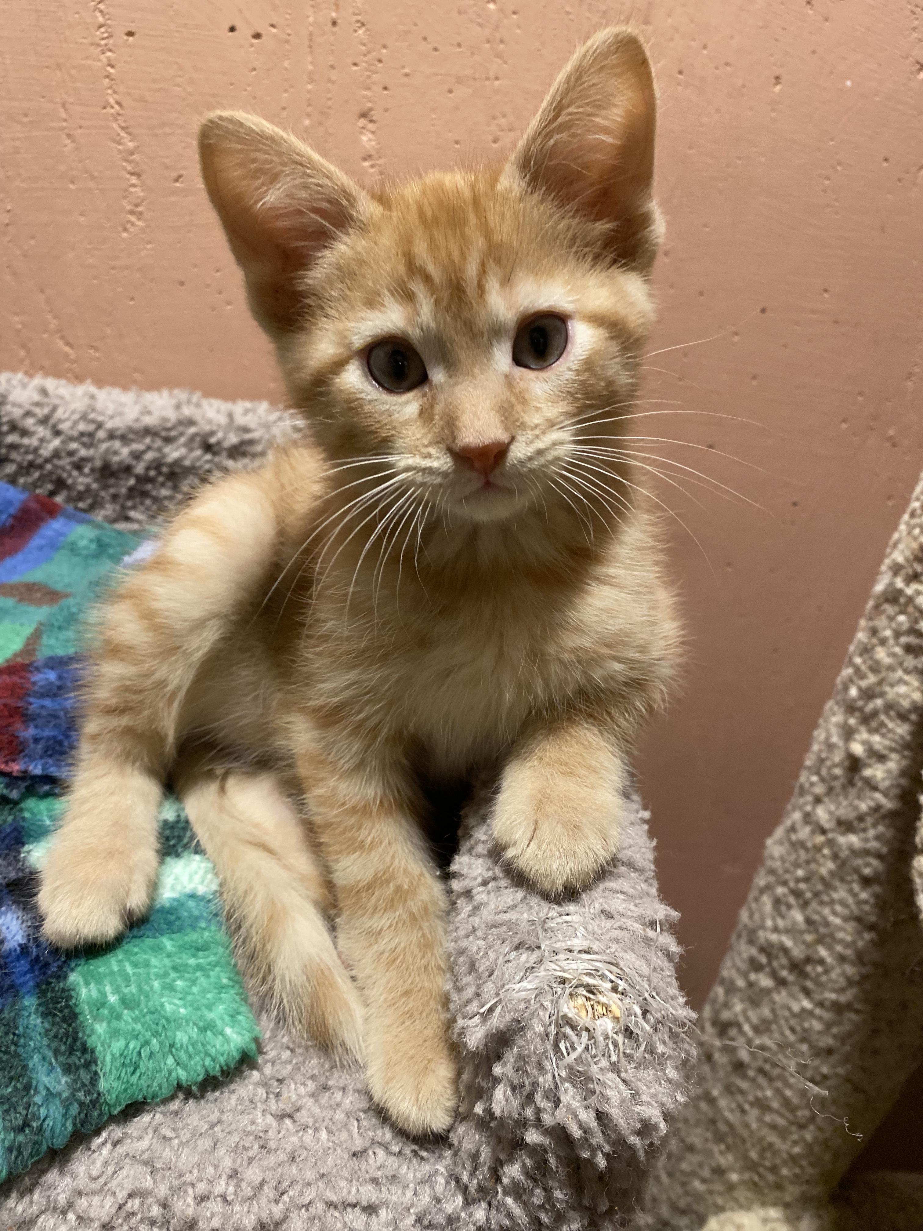 Sweet Potato, a ADOPTABLE mixed breed in Kenosha , WI image 5/6