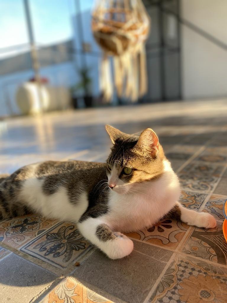 Mili