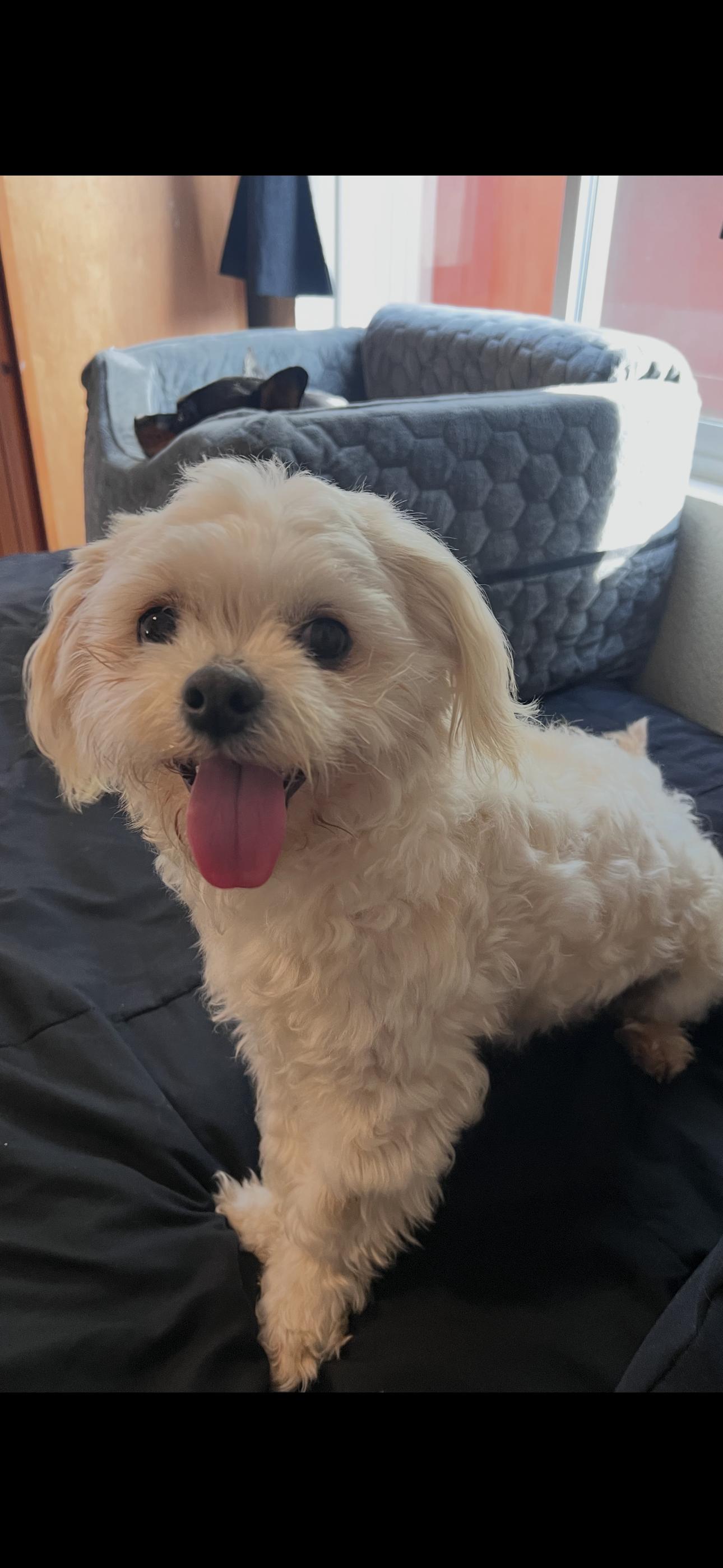 Lucas , a ADOPTABLE mixed breed in Cottonwood, CA image 5/5