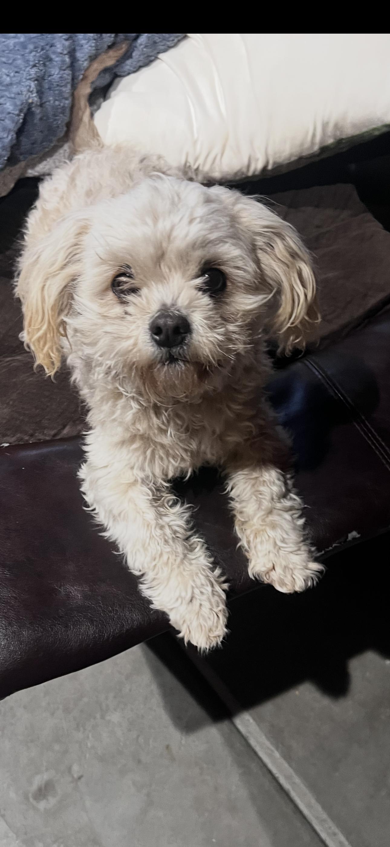 Lucas , a ADOPTABLE mixed breed in Cottonwood, CA image 2/5