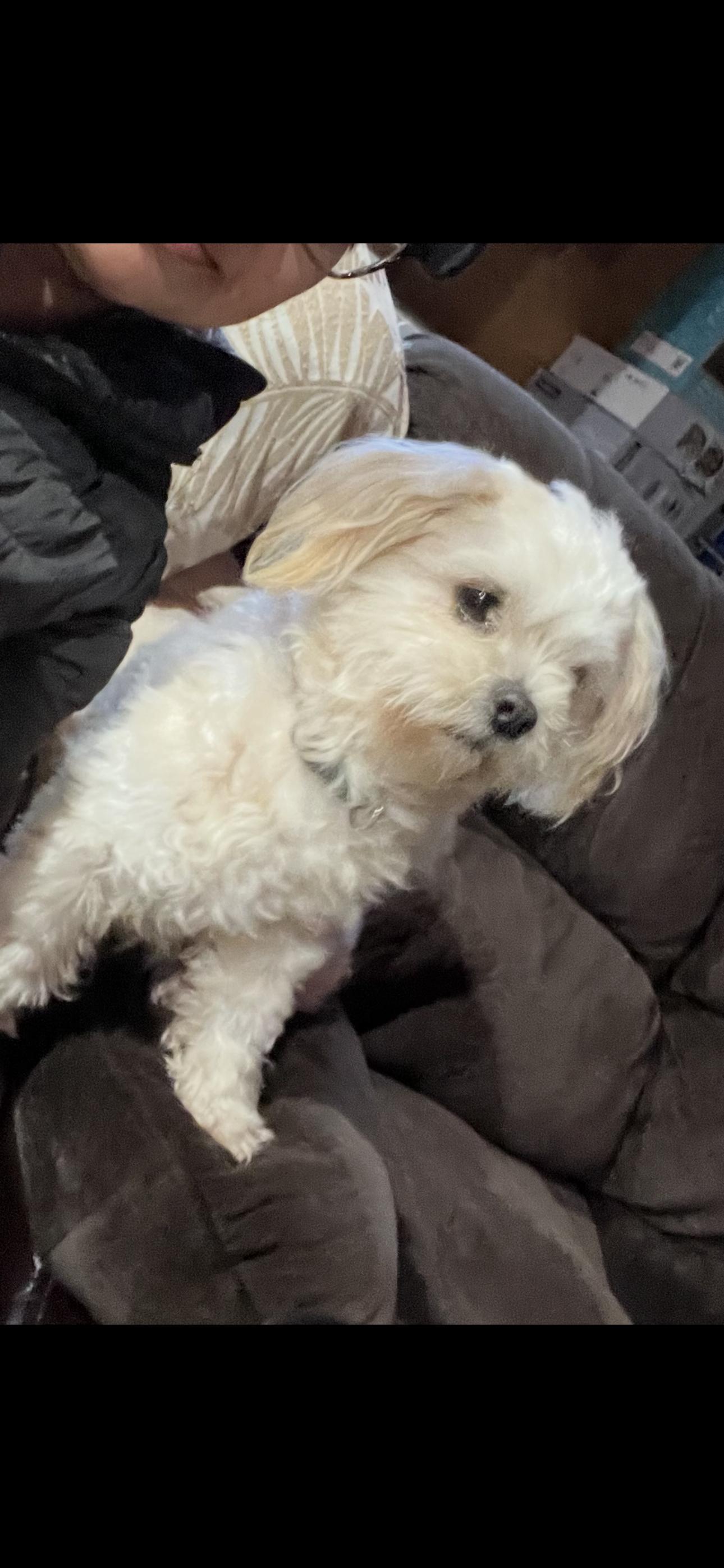 Lucas , a ADOPTABLE mixed breed in Cottonwood, CA image 3/5