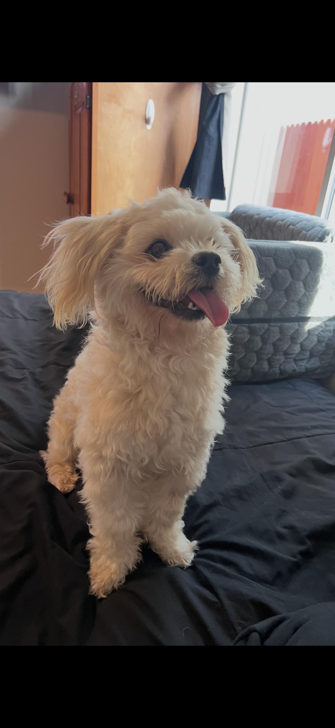 Lucas , ADOPTABLE, Young Male Bichon Frise & Miniature Poodle.