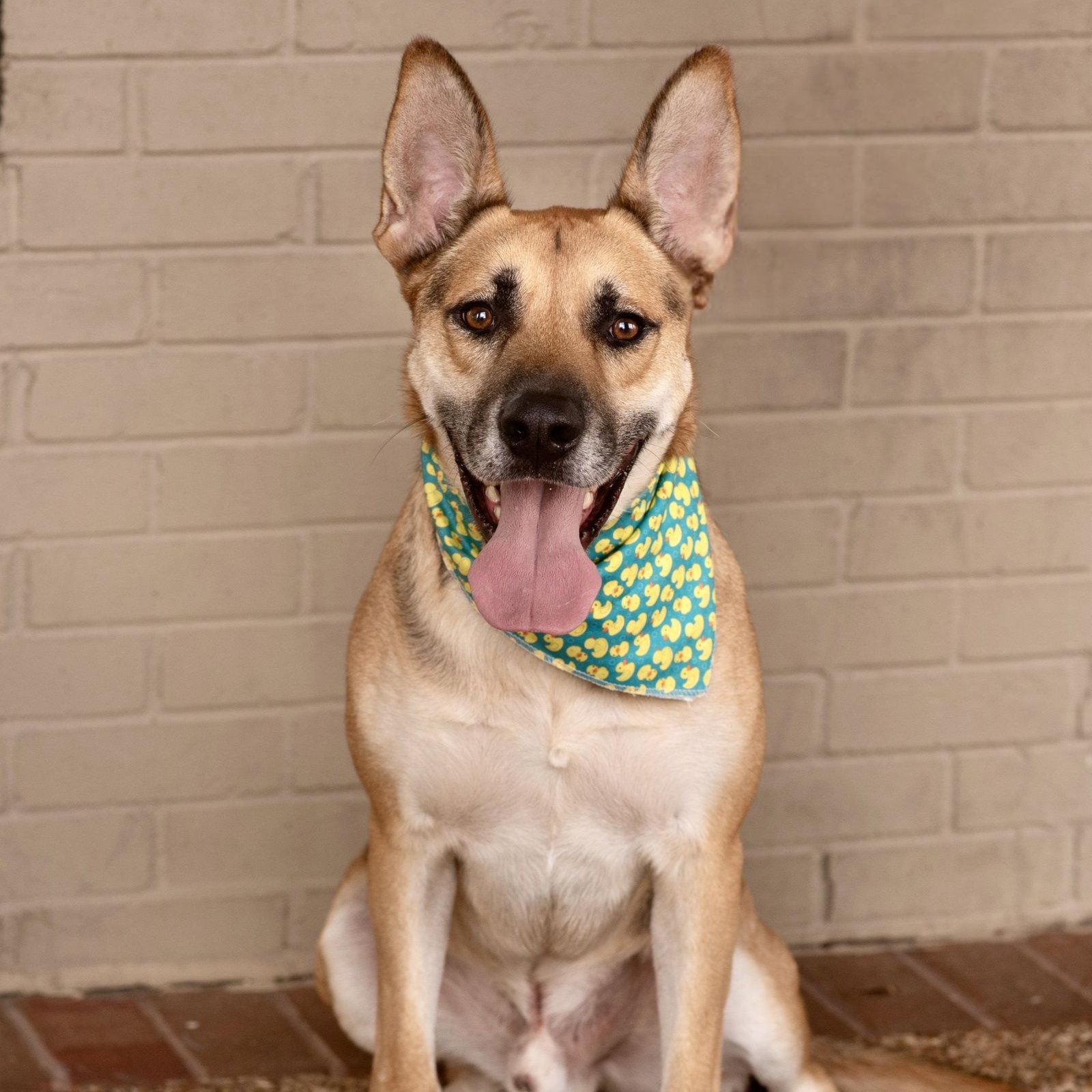 Enlarge SAMMIE, a Adoptable German Shepherd Dog in Raphine, VA image 1/3