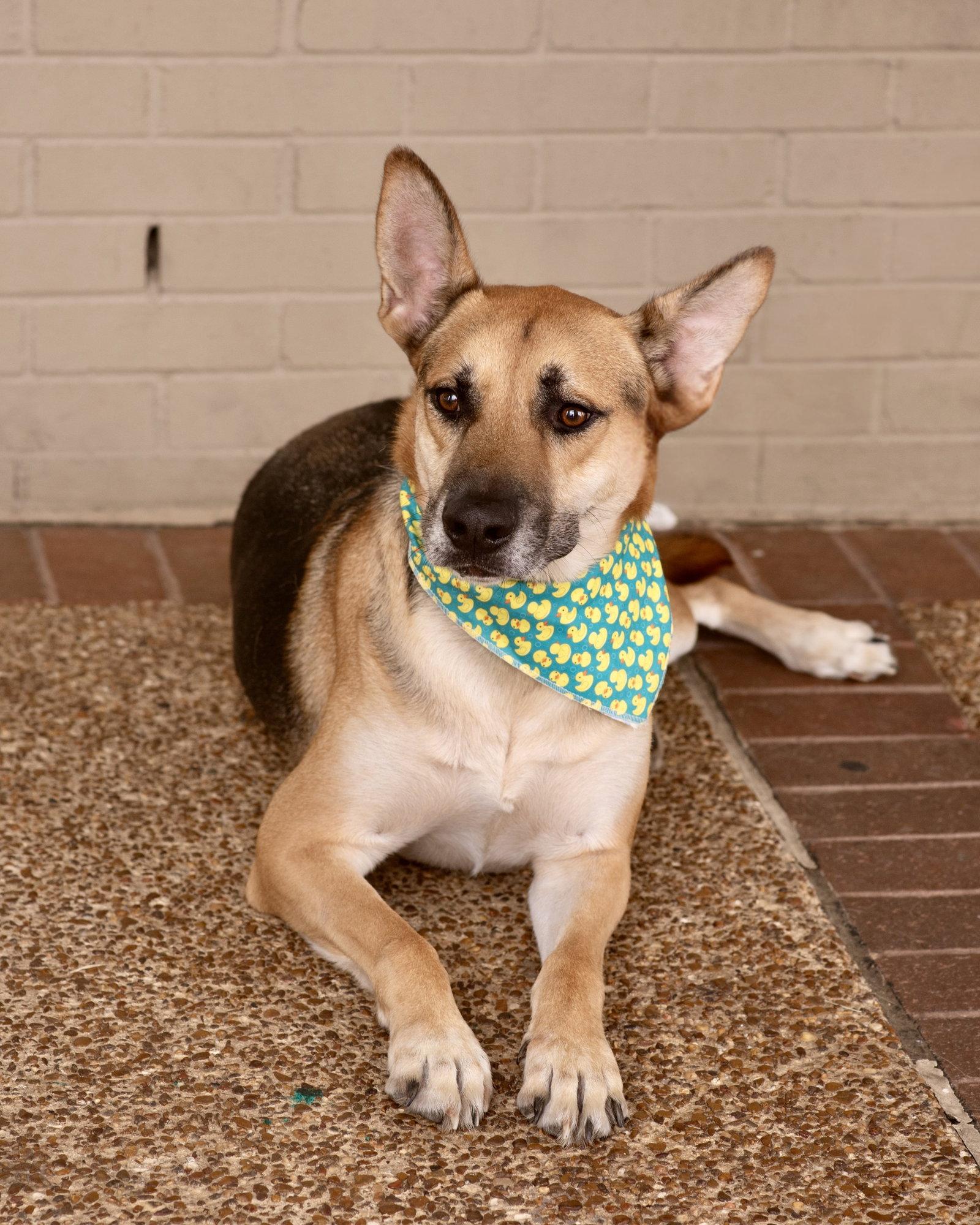 Enlarge SAMMIE, a Adoptable German Shepherd Dog in Raphine, VA image 2/3