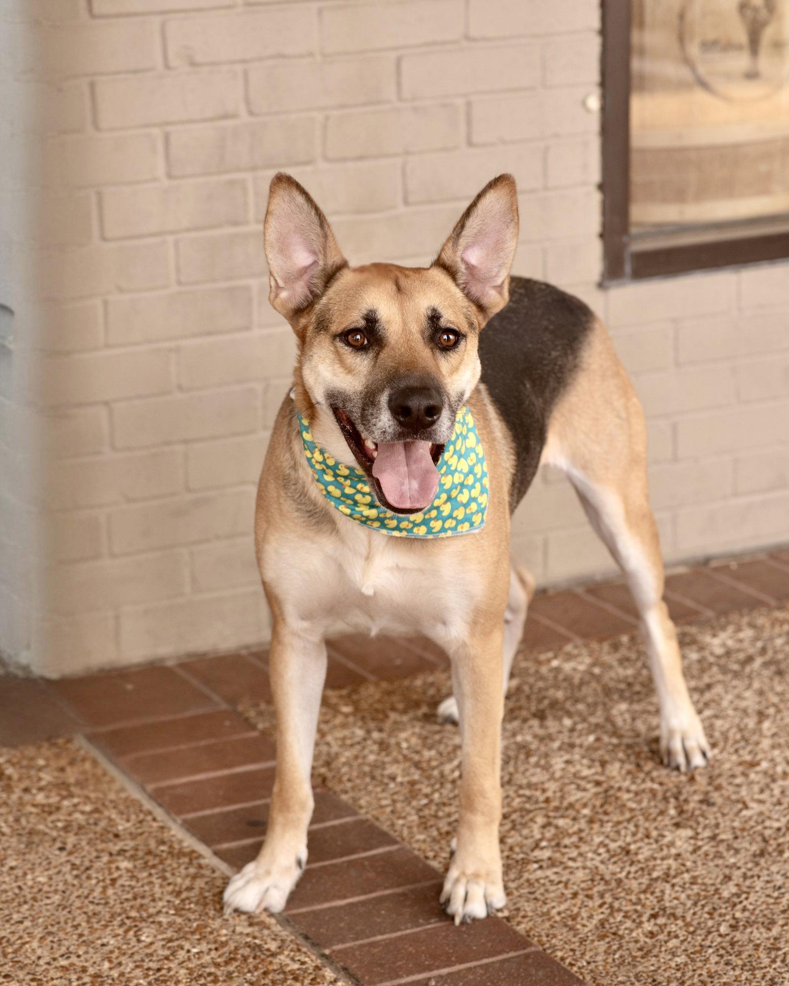 Enlarge SAMMIE, a Adoptable German Shepherd Dog in Raphine, VA image 3/3
