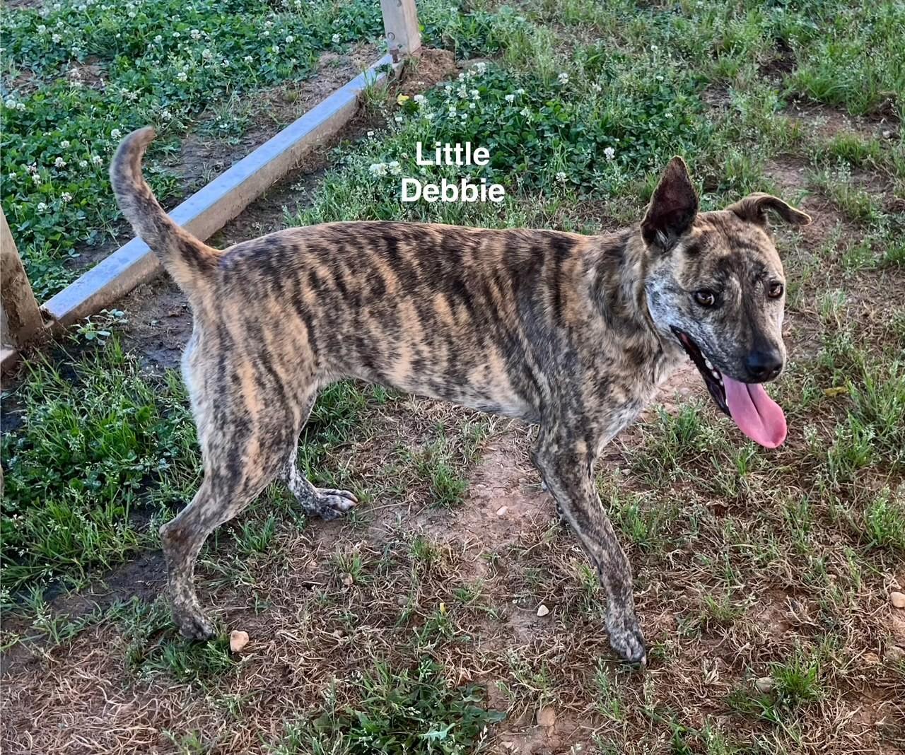 Little Debbie thumbnail 2