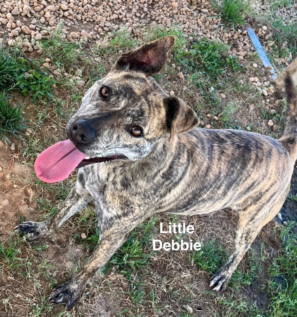 Little Debbie thumbnail 4