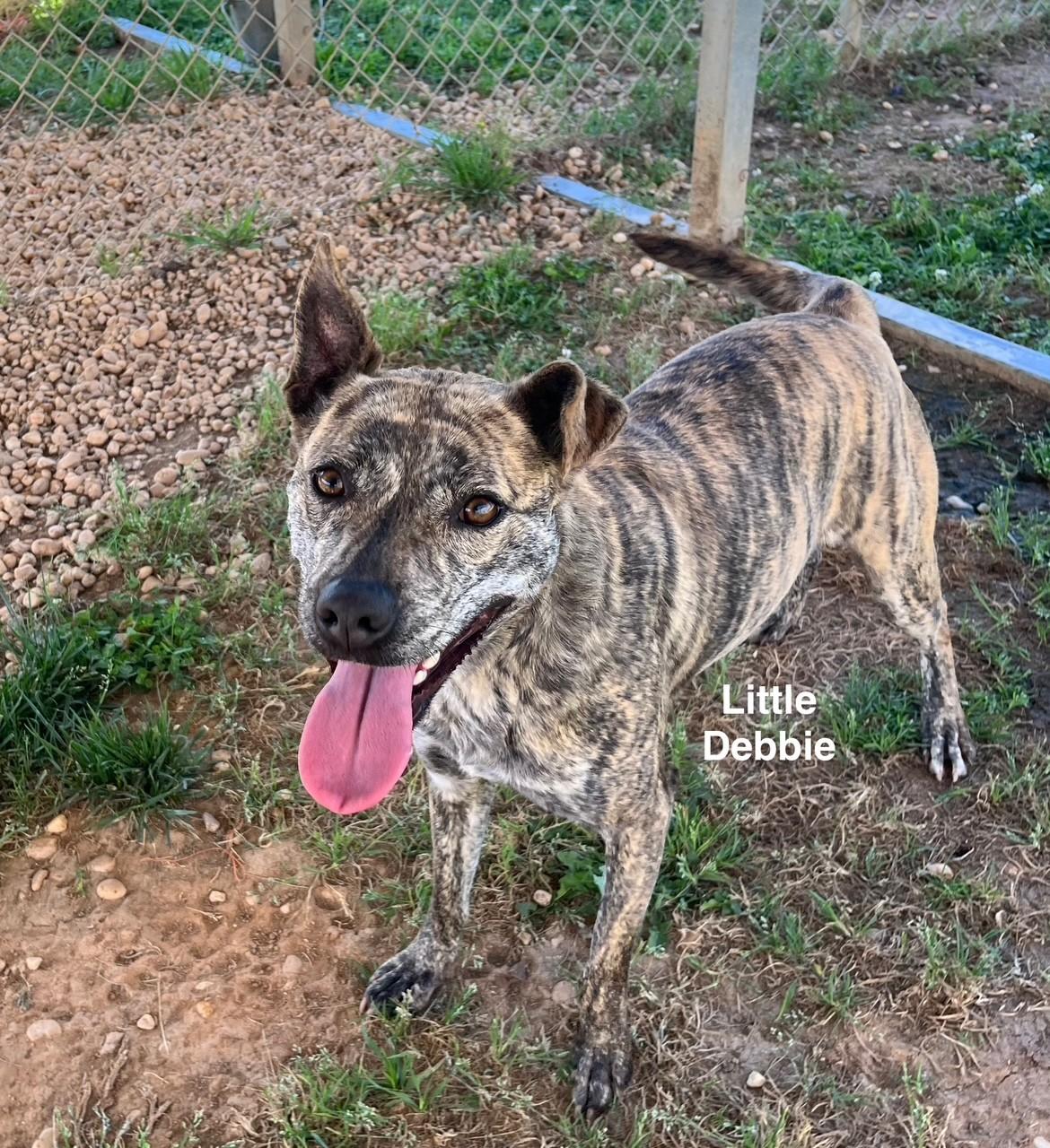 Little Debbie thumbnail 3