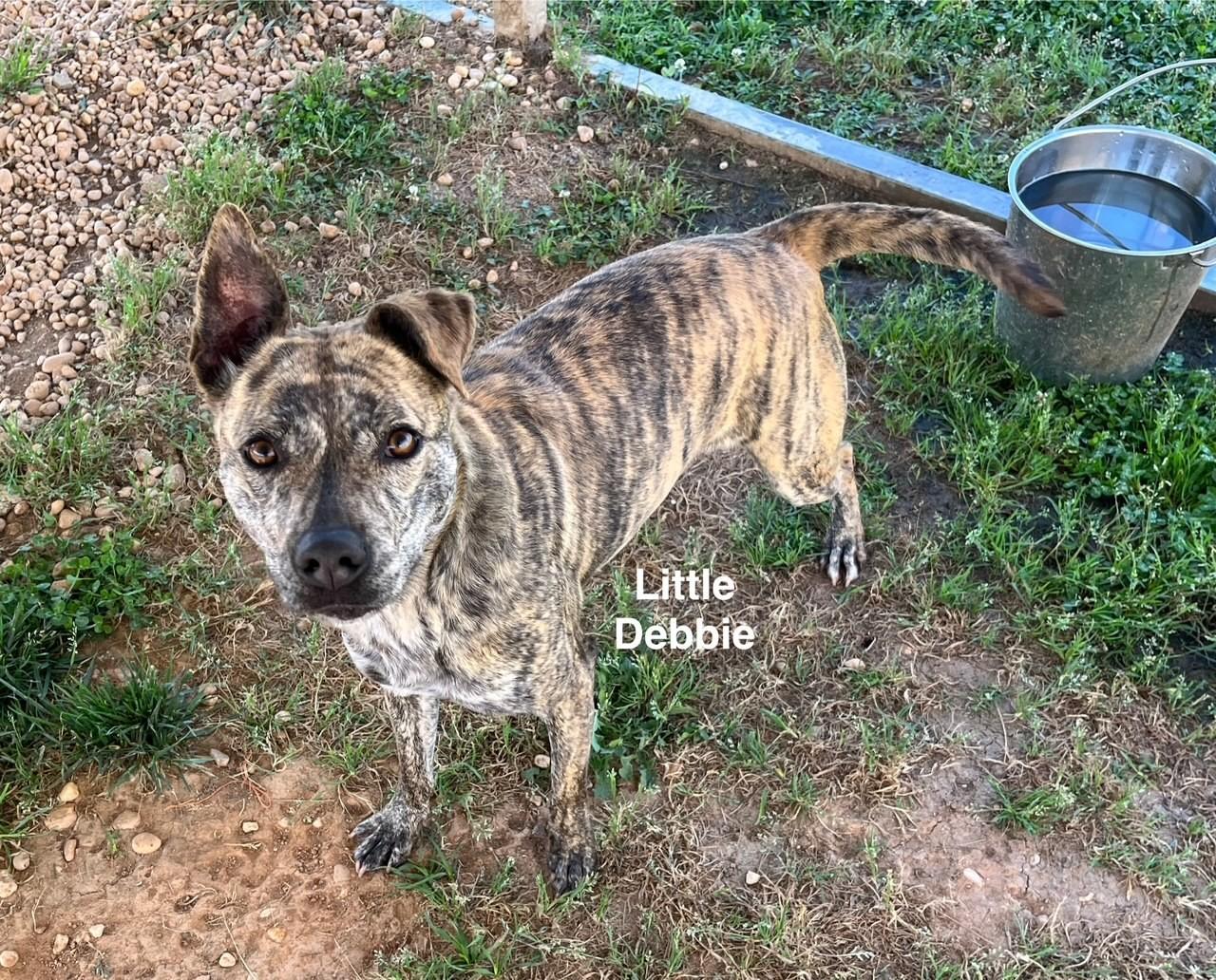 Little Debbie thumbnail 5