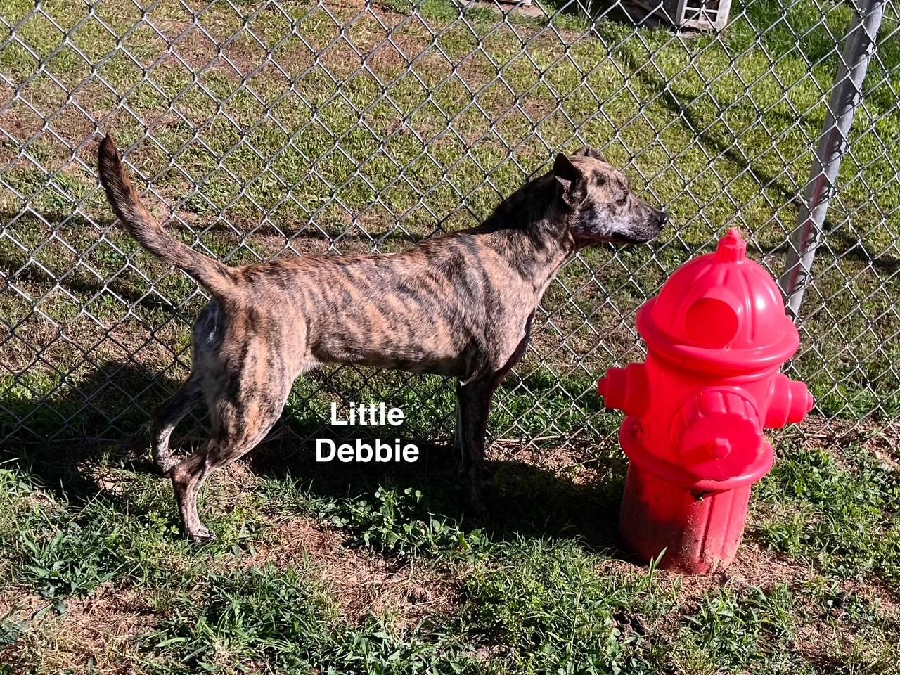 Little Debbie thumbnail 6