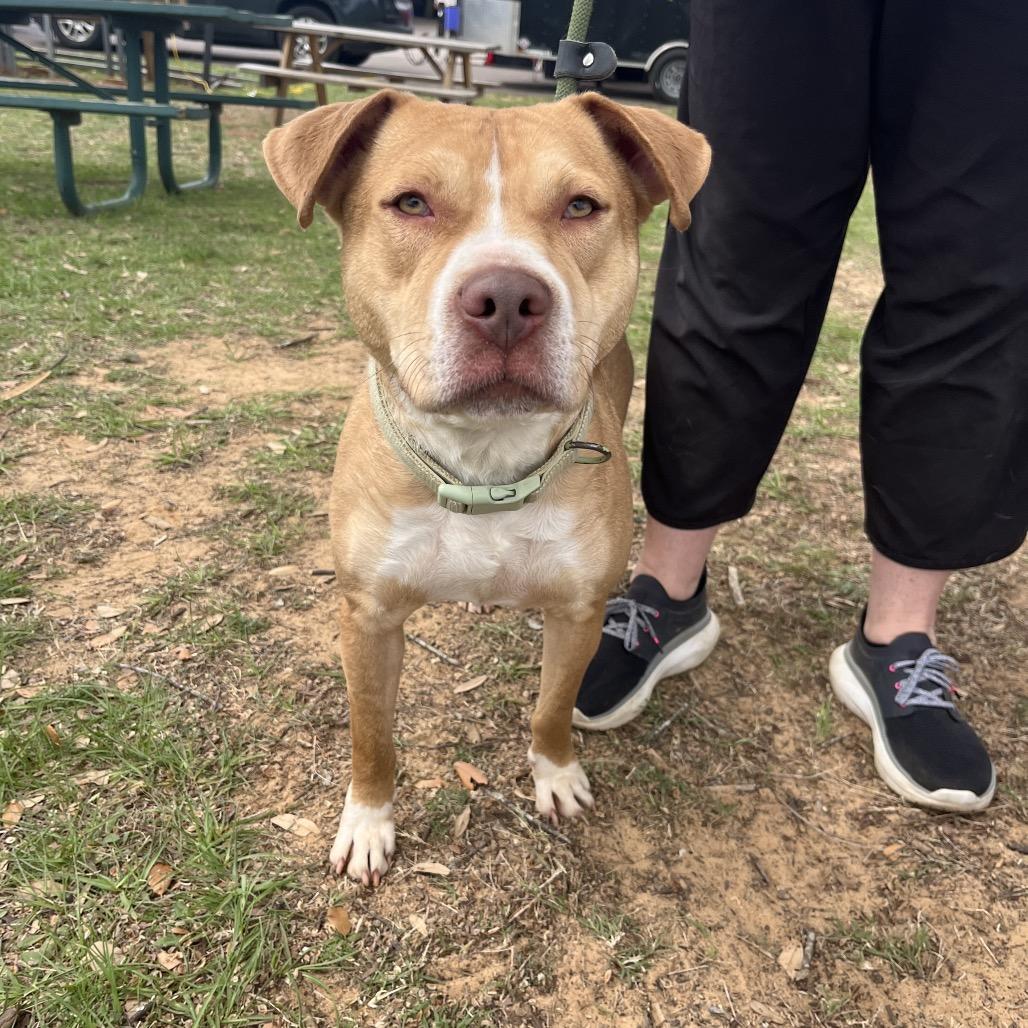 Enlarge Courage, a Adoptable mixed breed in Palestine, TX image 3/3