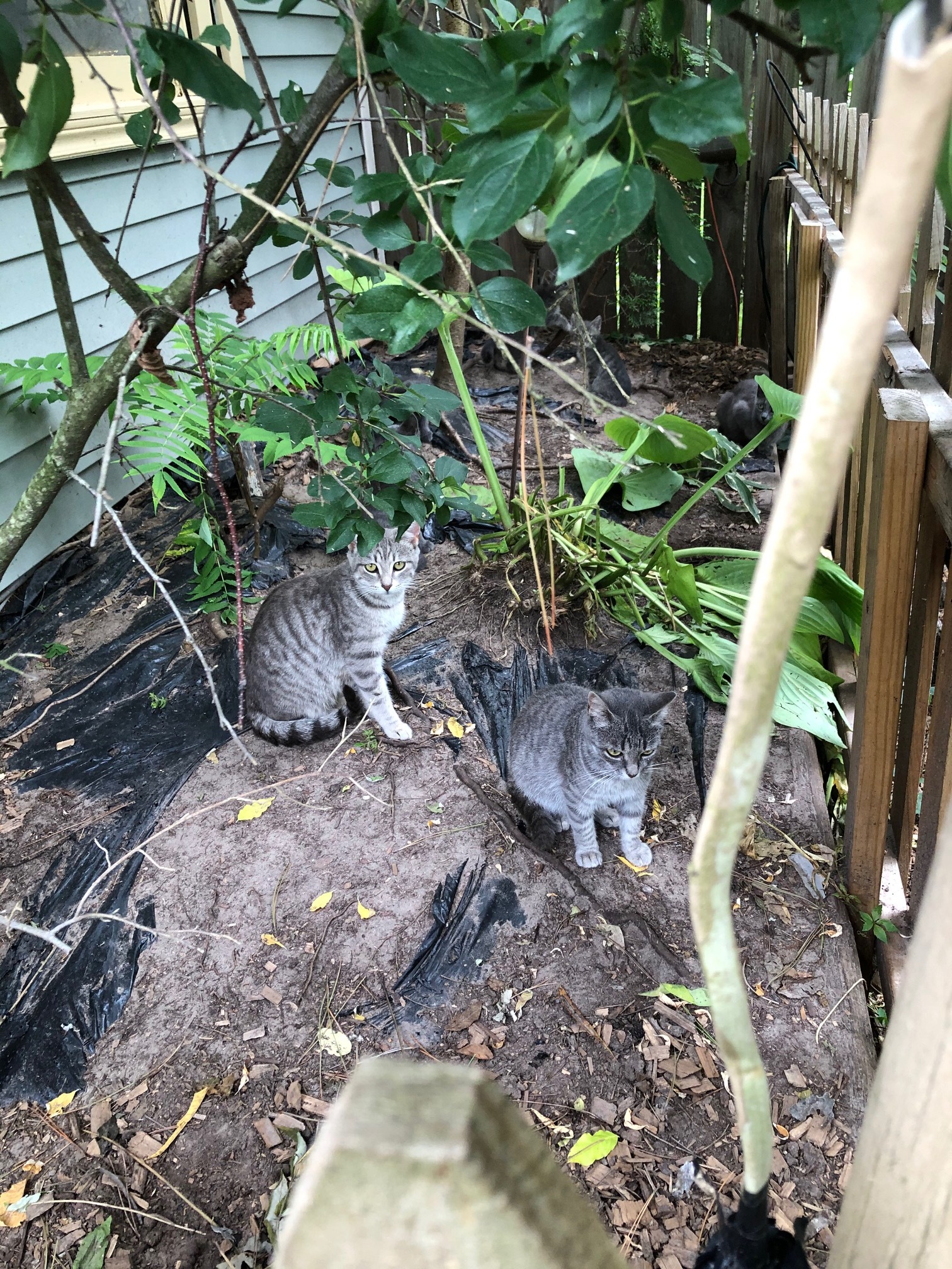 Many cats - need barn home, a Adoptable mixed breed in Midland, MI image 1/4