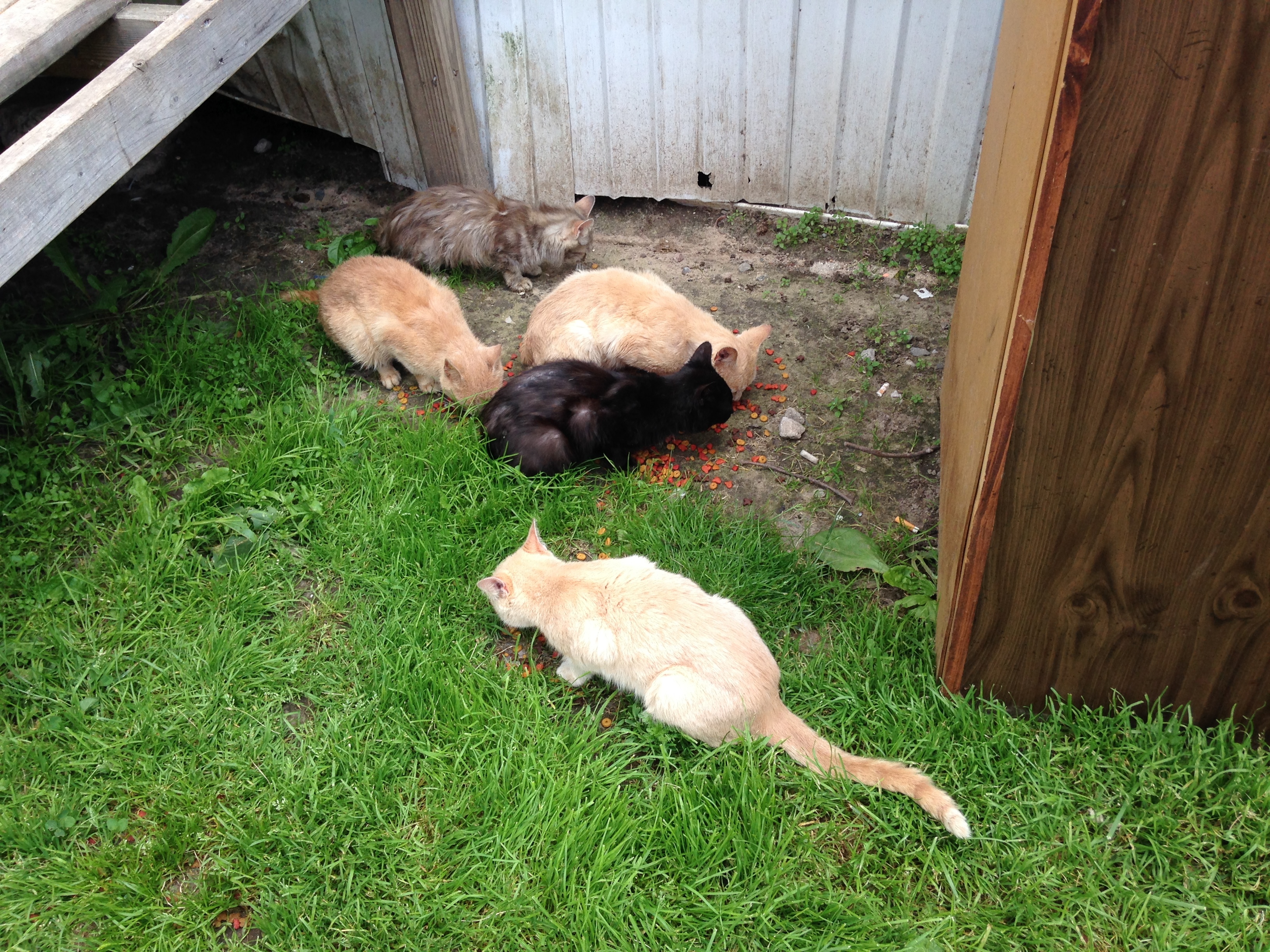 Many cats - need barn home, a Adoptable mixed breed in Midland, MI image 2/4