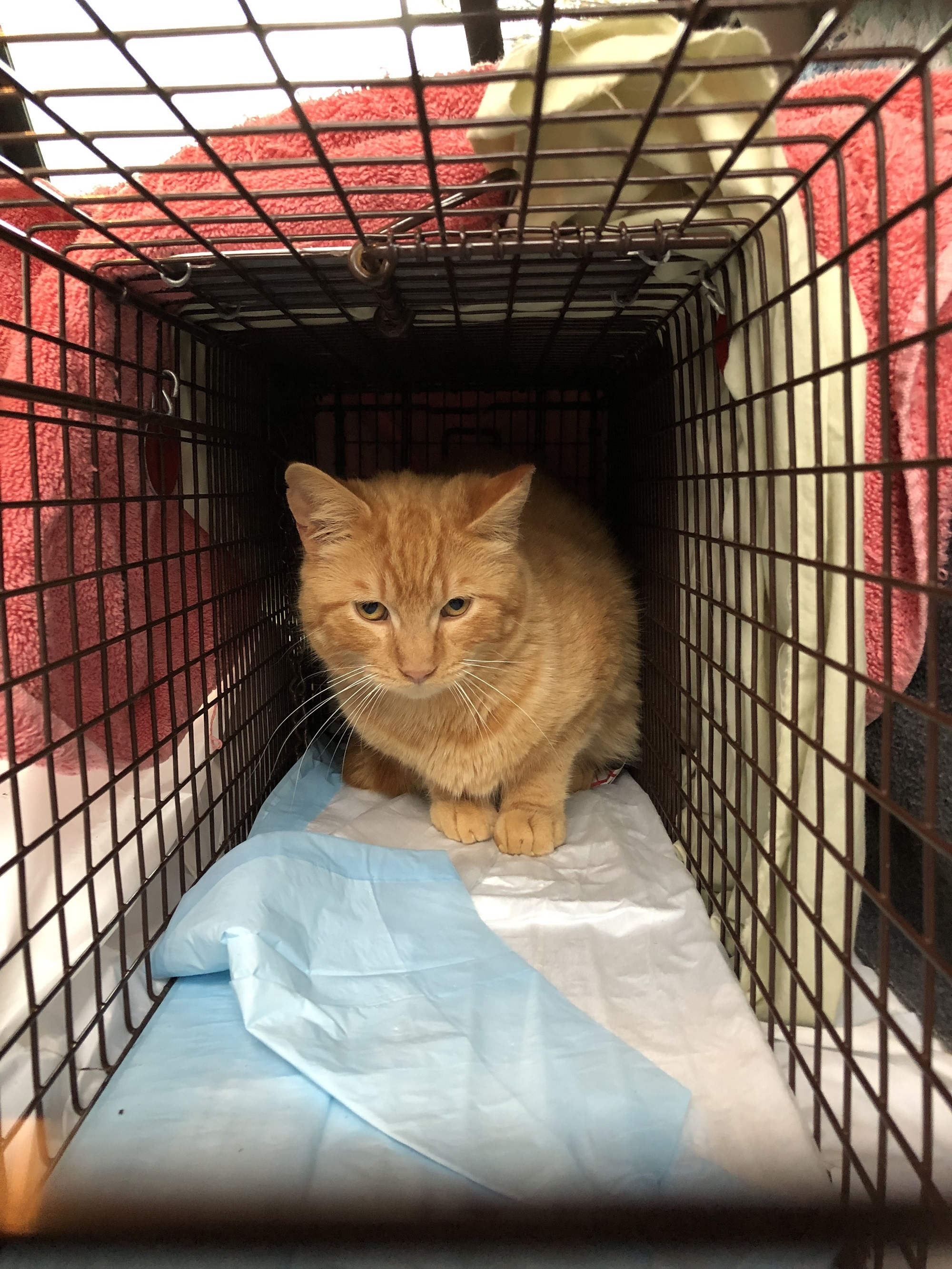 Many cats - need barn home, a Adoptable mixed breed in Midland, MI image 3/4