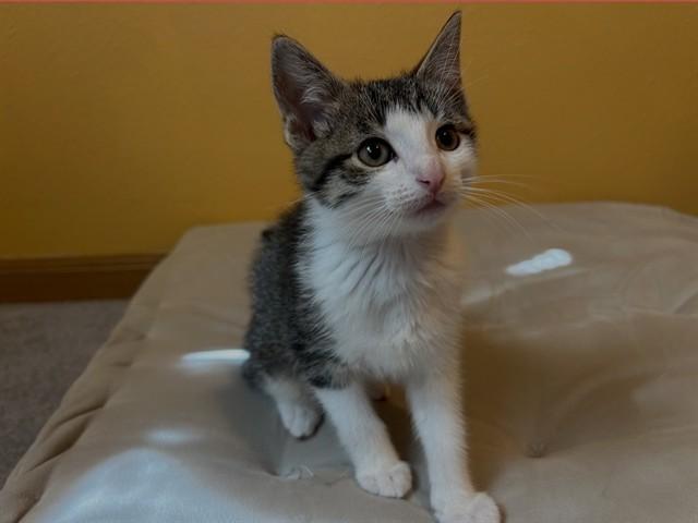 ULYSSES, Adoptable, Kitten Male Domestic Short Hair.