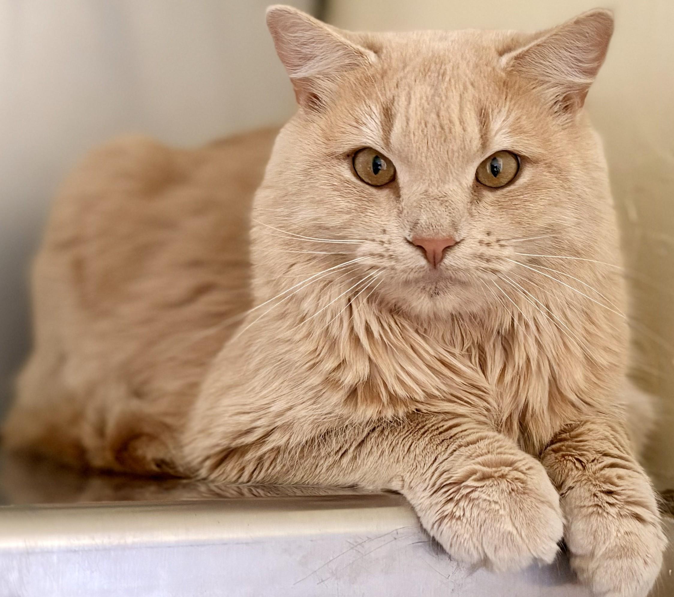 PUMPKIN, Adoptable, Adult Male Domestic Medium Hair.