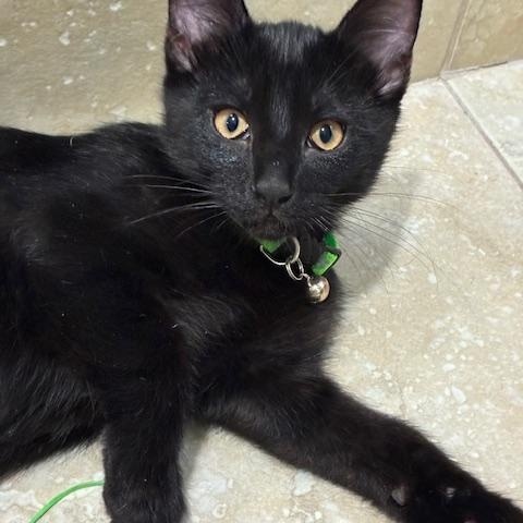 Enlarge Jet, an adoptable American Shorthair in Katy, TX image 1/1