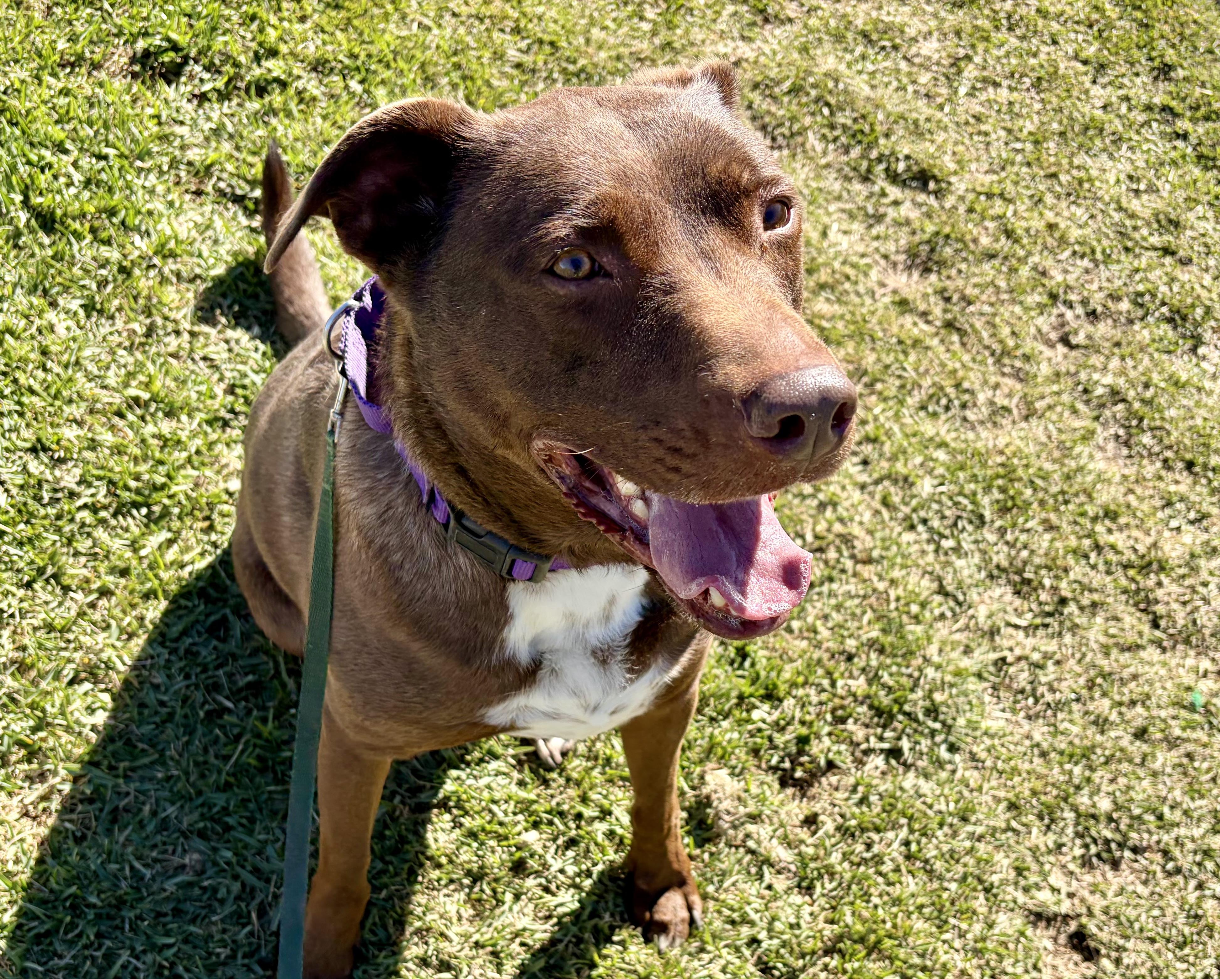 Enlarge SCOUT, an adoptable mixed breed in San Clemente, CA image 4/5