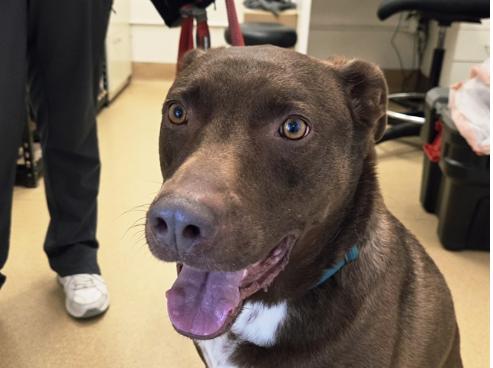 Enlarge SCOUT, an adoptable mixed breed in San Clemente, CA image 5/5