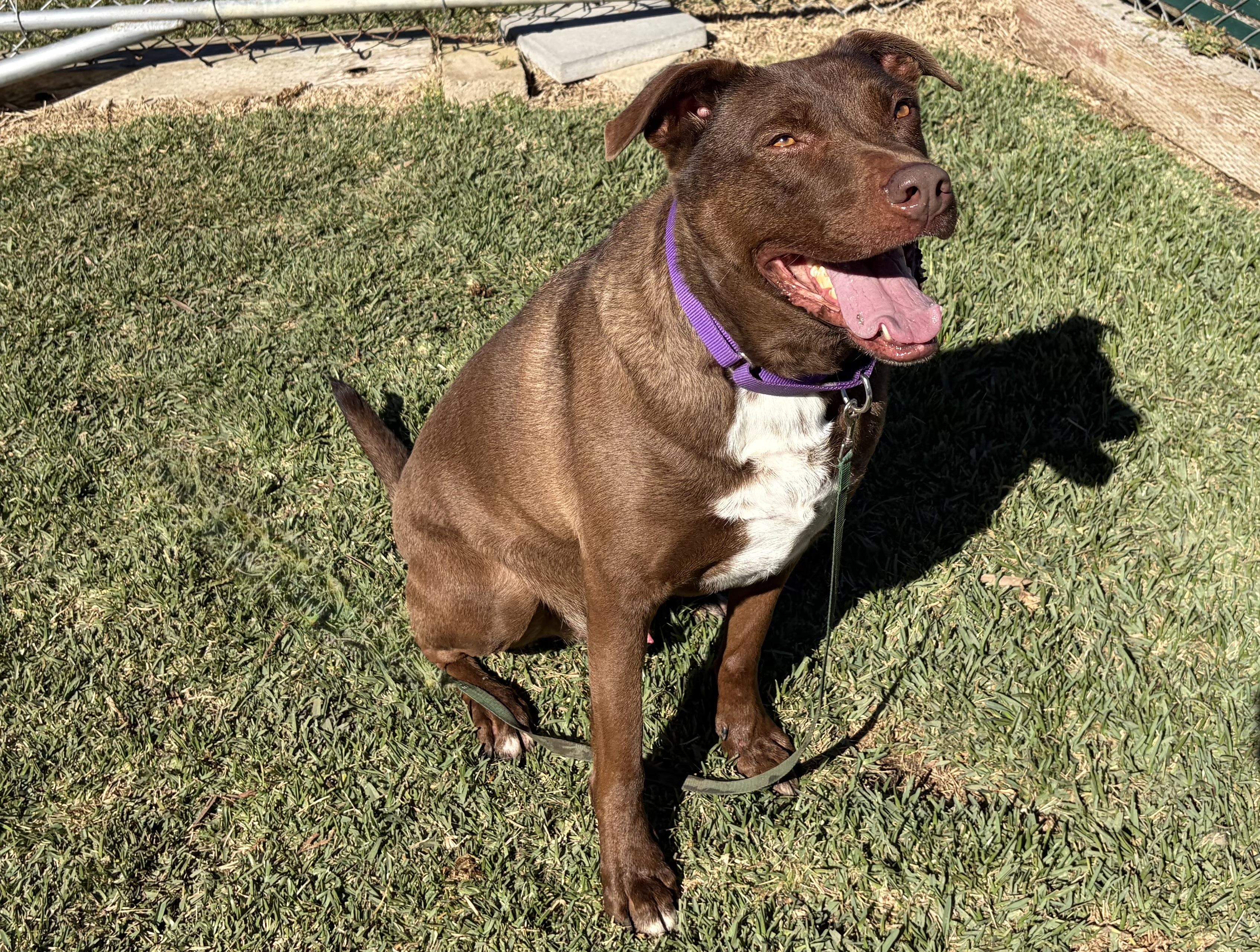 Enlarge SCOUT, an adoptable mixed breed in San Clemente, CA image 3/5