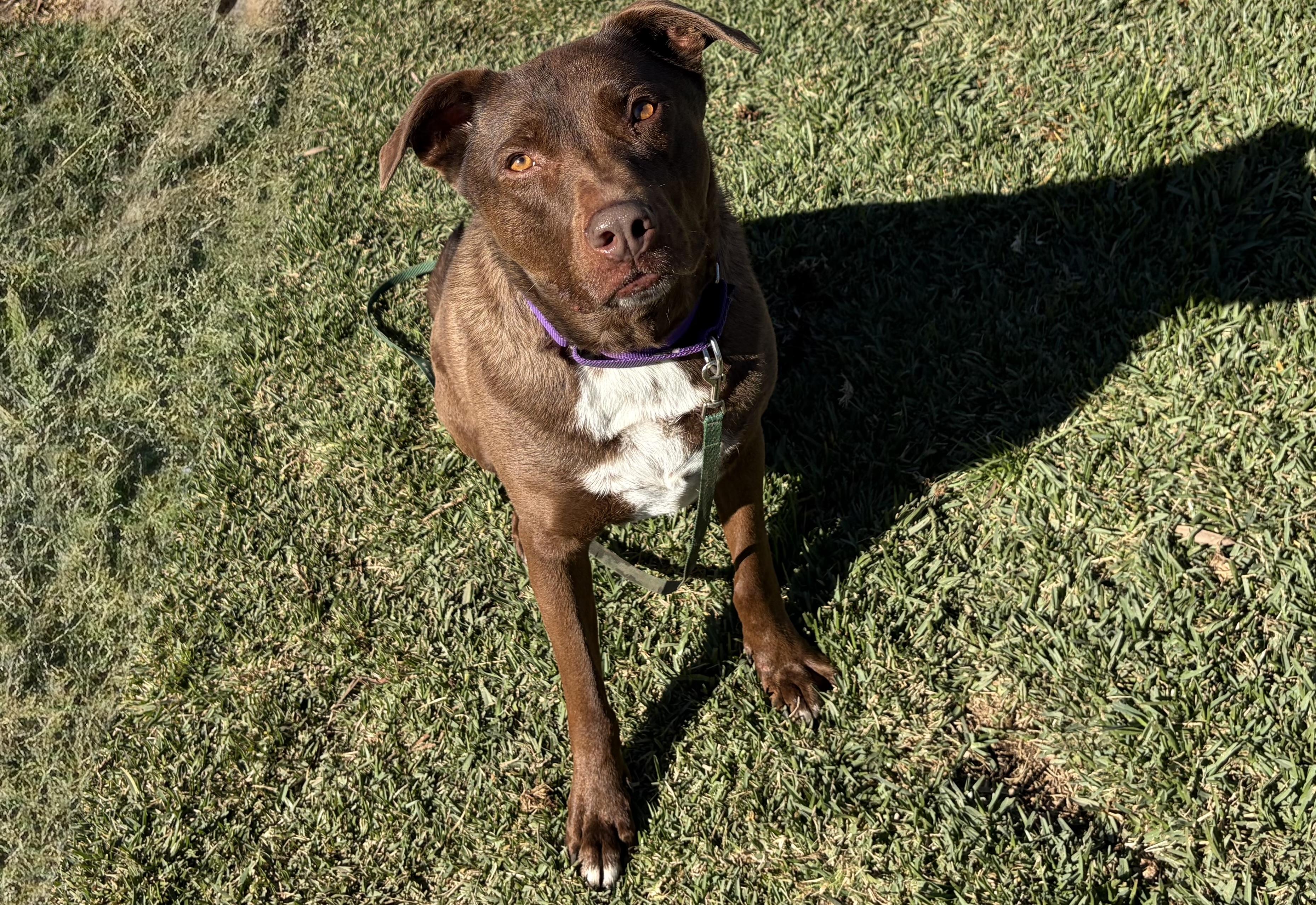 Enlarge SCOUT, an adoptable mixed breed in San Clemente, CA image 2/5