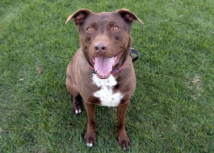 Enlarge SCOUT, an adoptable mixed breed in San Clemente, CA image 1/5
