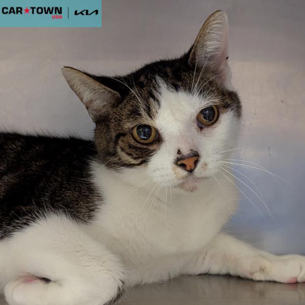 Enlarge Romeo, a Adoptable mixed breed in Lexington, KY image 1/1