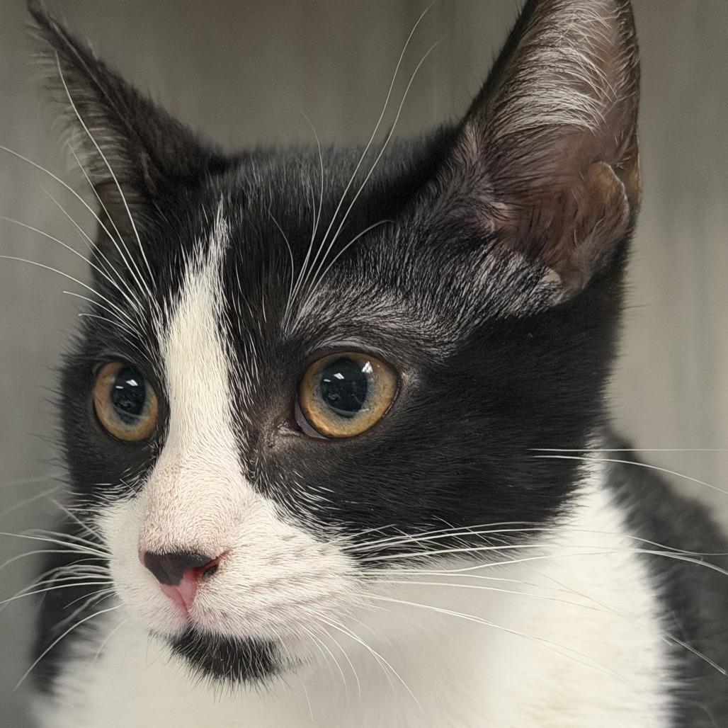 Enlarge North, a Adoptable Domestic Short Hair in Marion, VA image 1/1