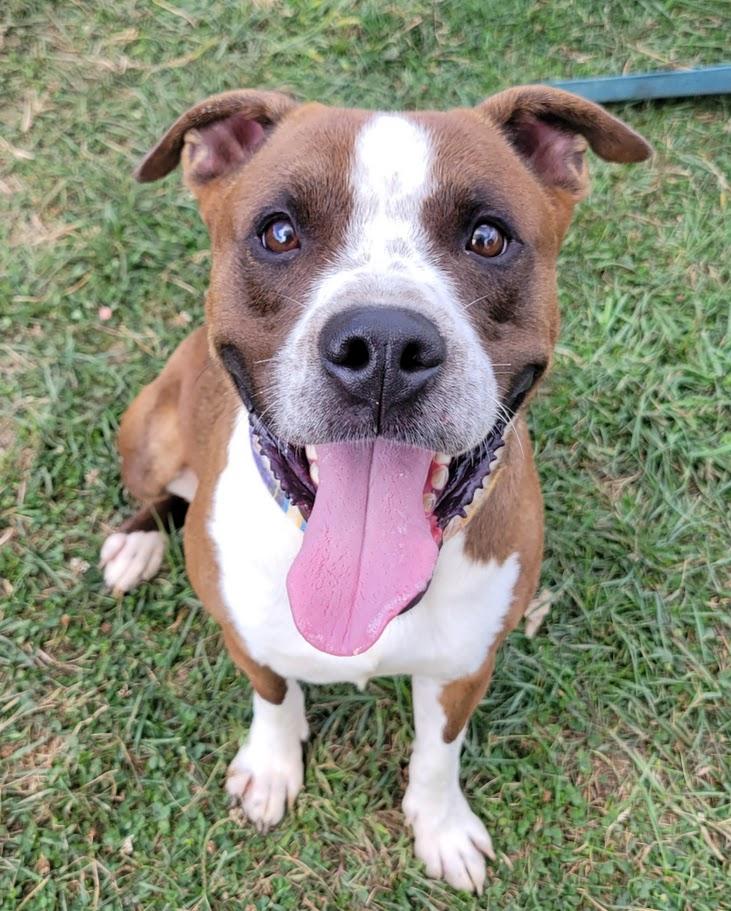 Enlarge Decker, a Adoptable mixed breed in Lisbon, OH image 1/6