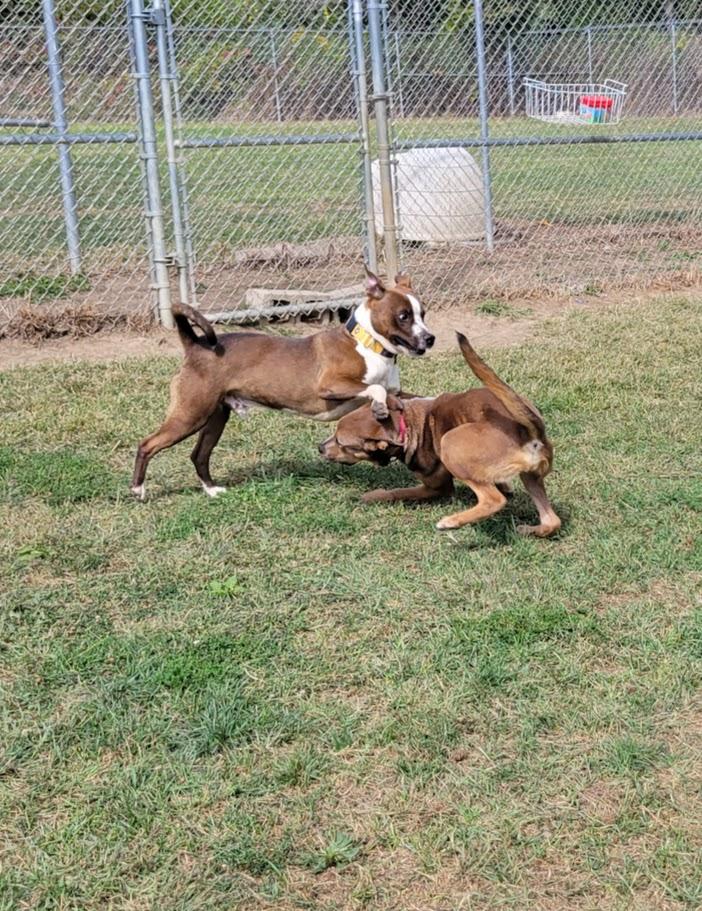 Enlarge Decker, a Adoptable mixed breed in Lisbon, OH image 6/6