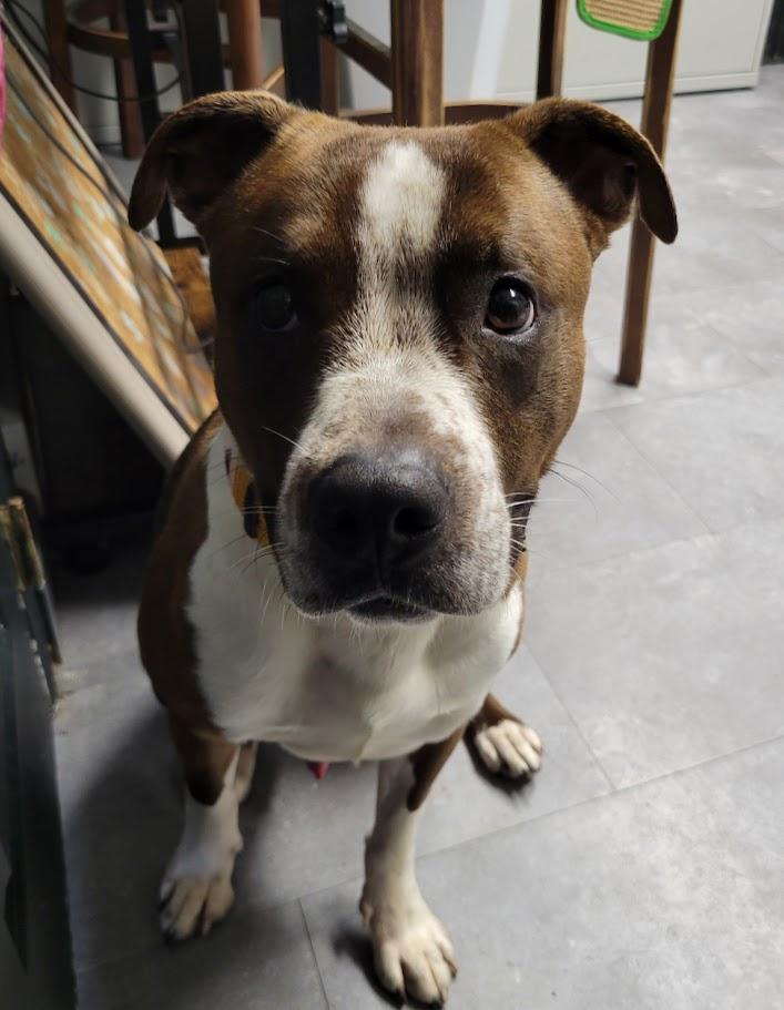 Enlarge Decker, a Adoptable mixed breed in Lisbon, OH image 3/6