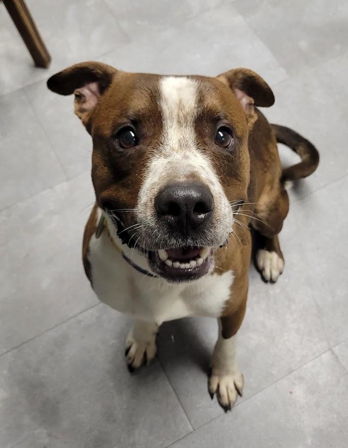 Enlarge Decker, a Adoptable mixed breed in Lisbon, OH image 4/6