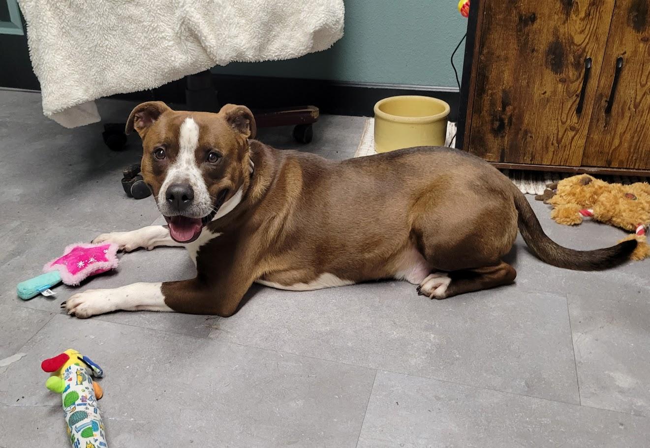 Enlarge Decker, a Adoptable mixed breed in Lisbon, OH image 2/6