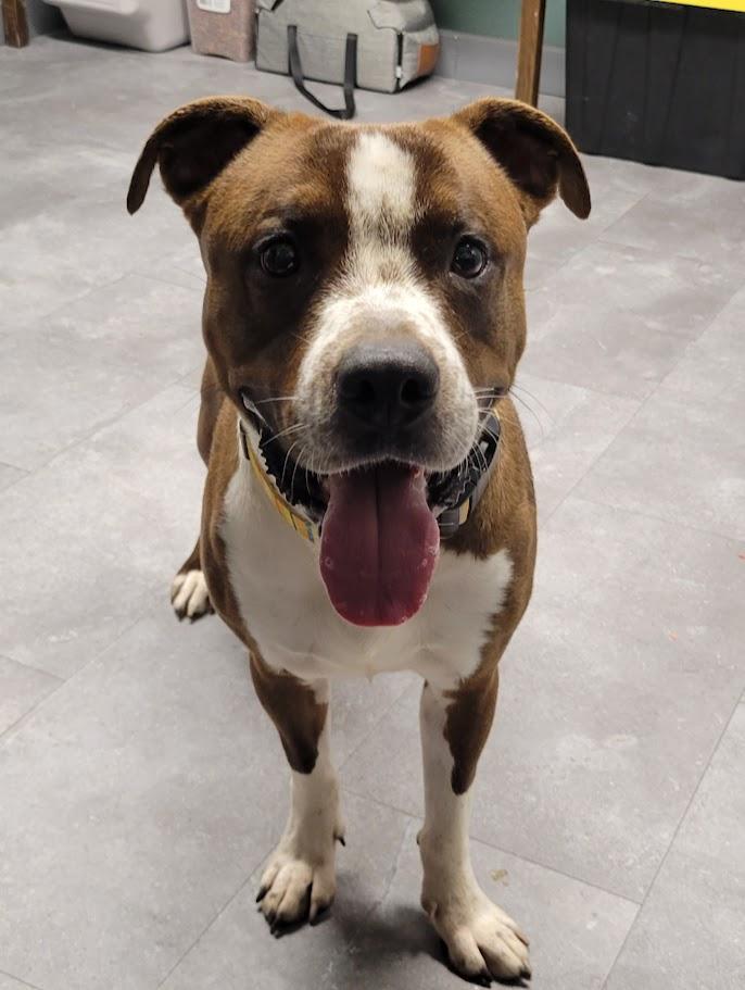 Enlarge Decker, a Adoptable mixed breed in Lisbon, OH image 2/6